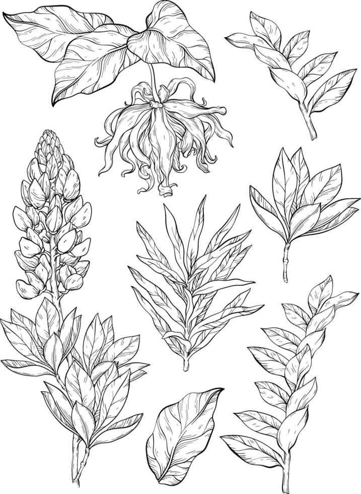 ylang ylang and lupine flowers and leaves clip art, set of botanical illustrations. Black and white vector