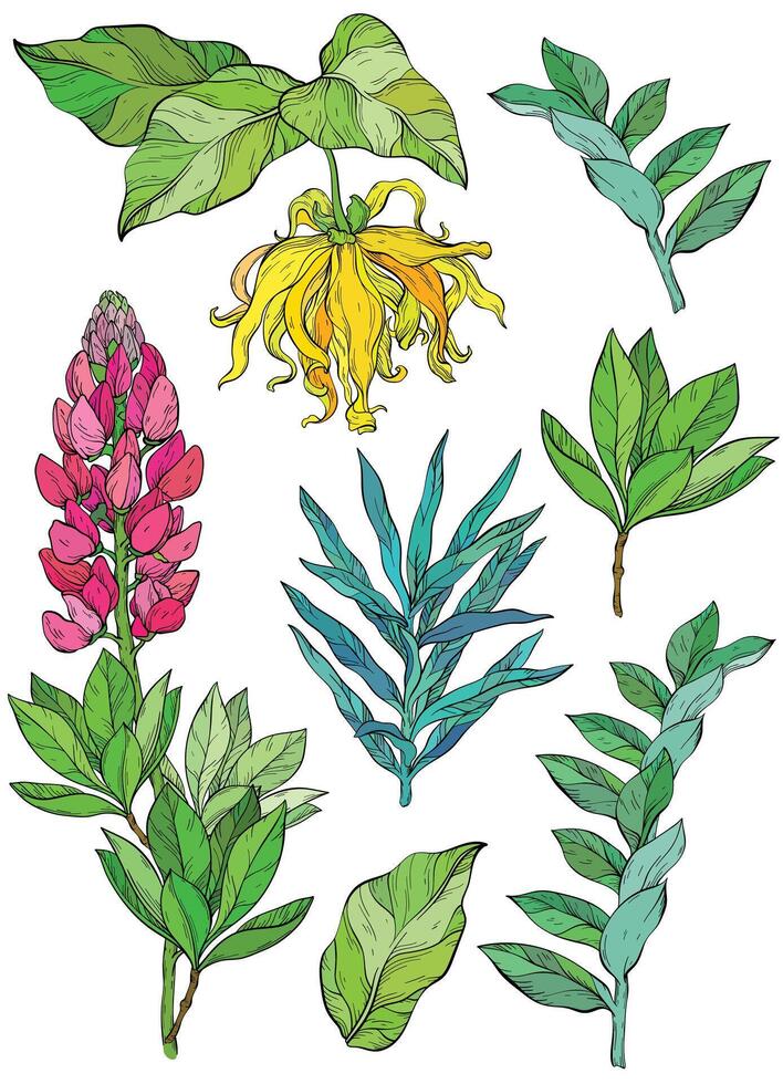 ylang ylang and lupine flowers and leaves clip art, set of botanical illustrations vector