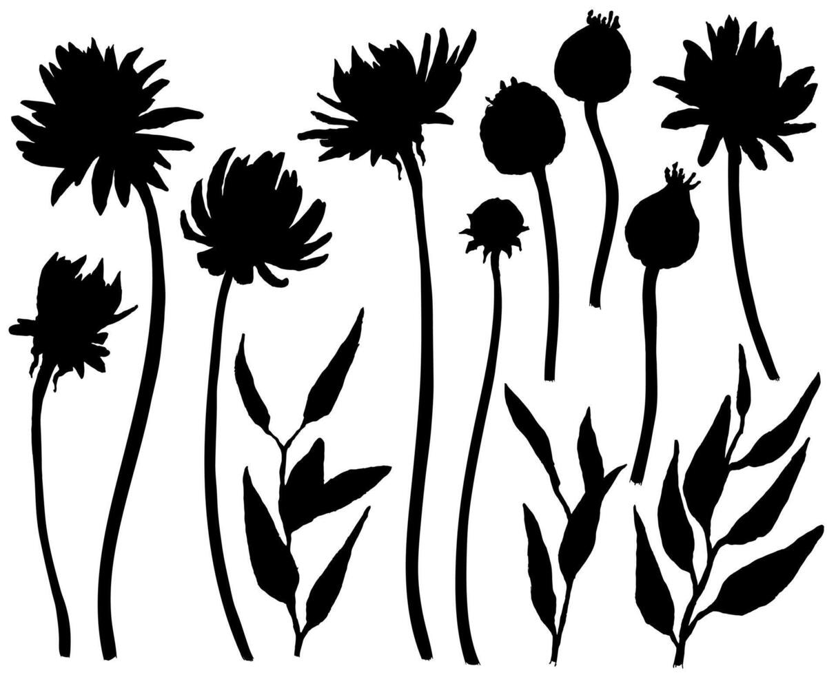 silhouettes of asters and chrysanthemums. Floral elements isolated on the white background. vector
