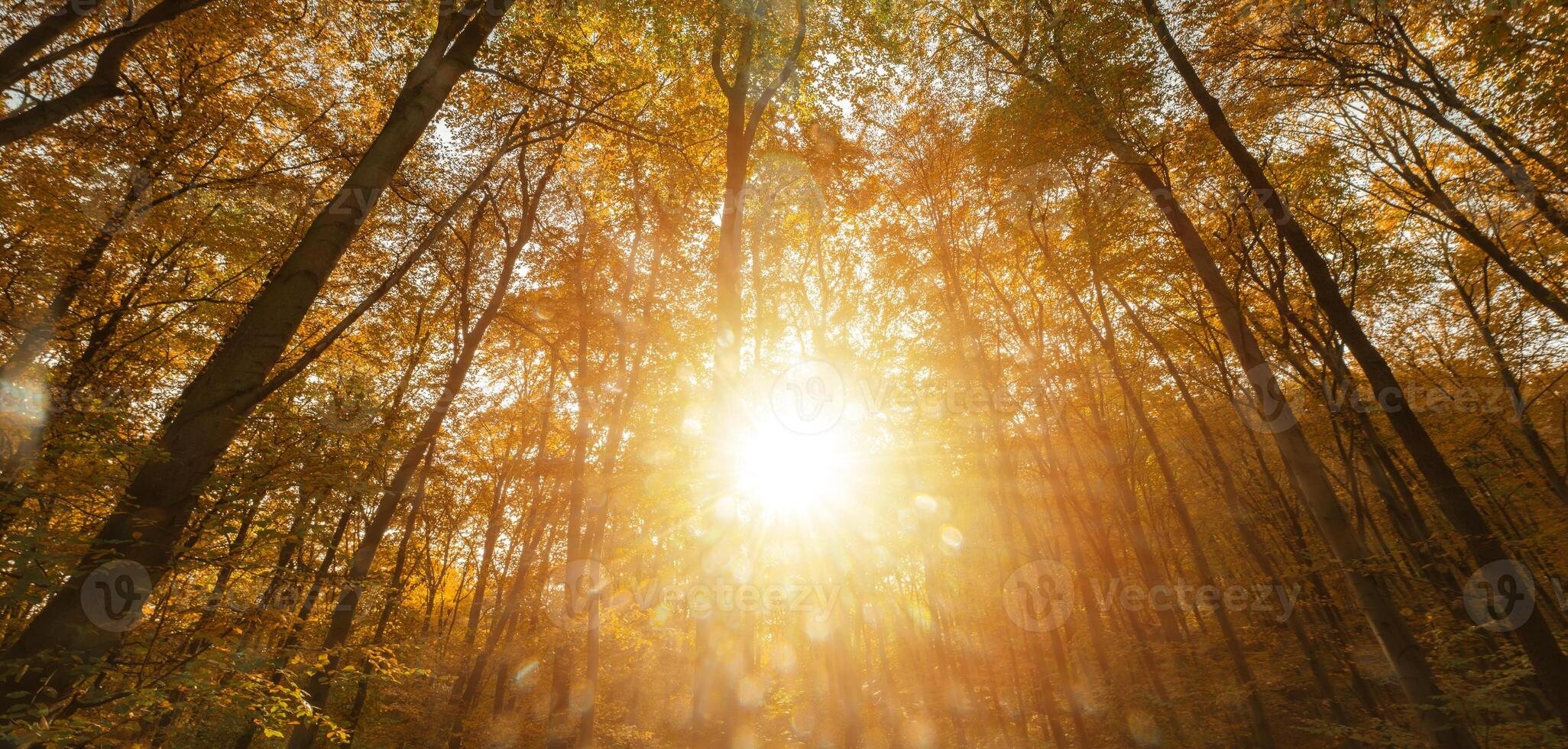 Sunlight Filtering Through Trees in Forest Autumn Background photo