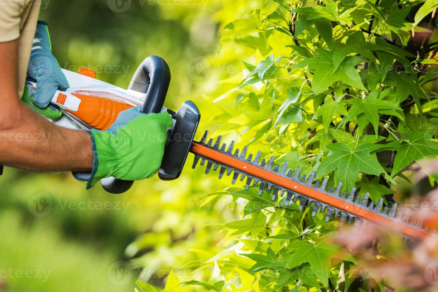 Garden Worker Trimming Hedge With Hedge Trimmer photo