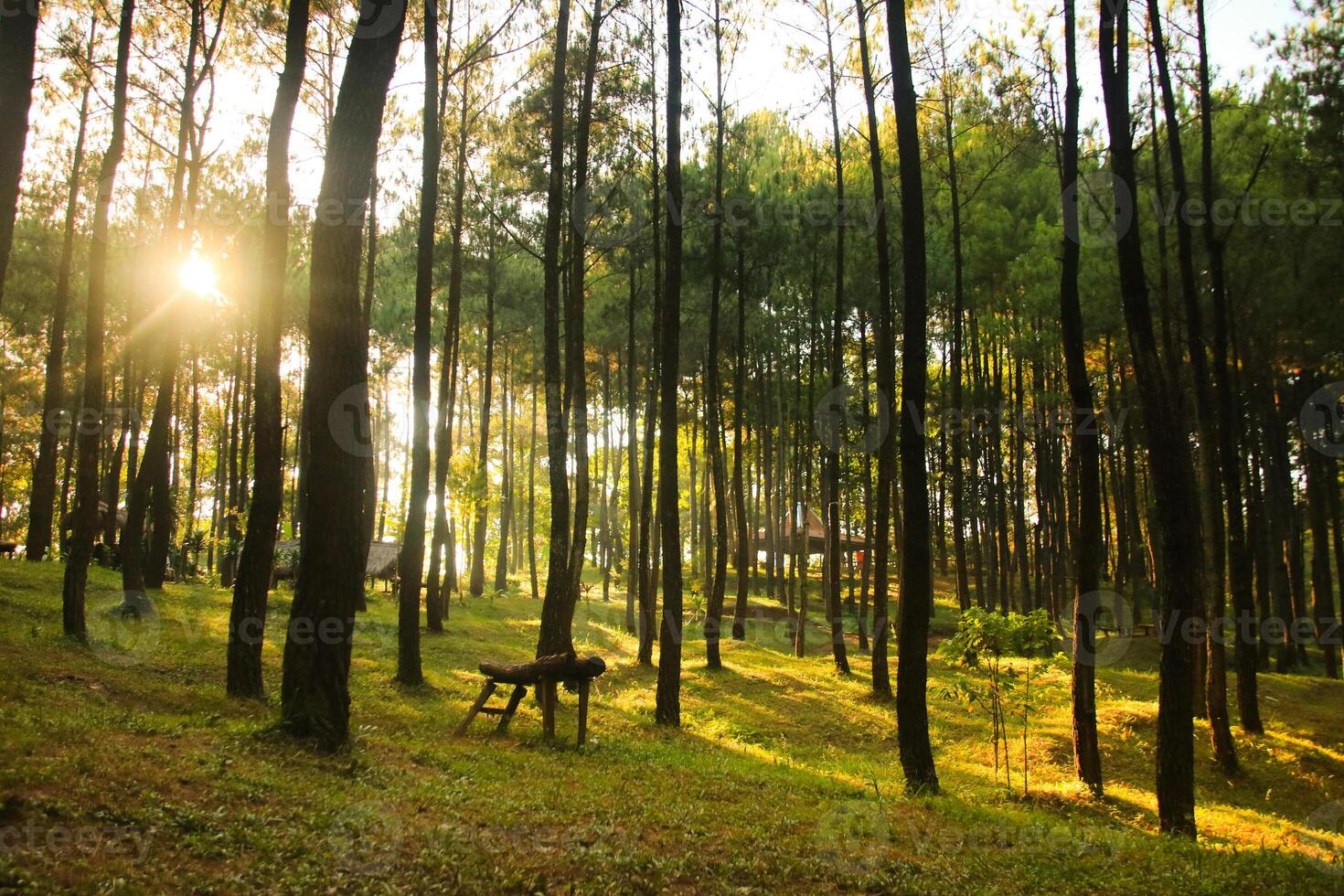 Sunrays thru the pine trees, May 2017. photo