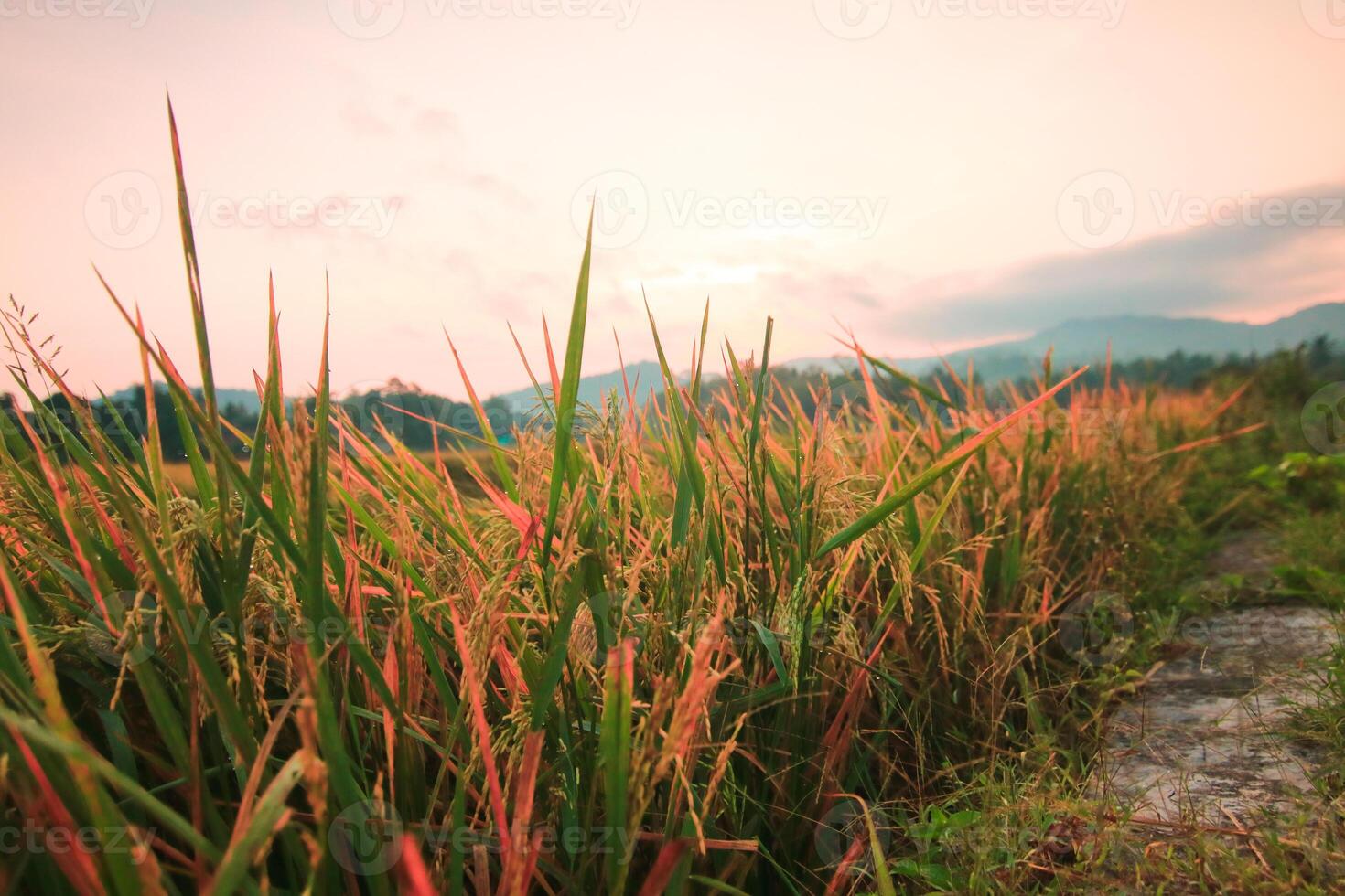 A calm morning rice field, Imogiri, Yogyakarta. photo