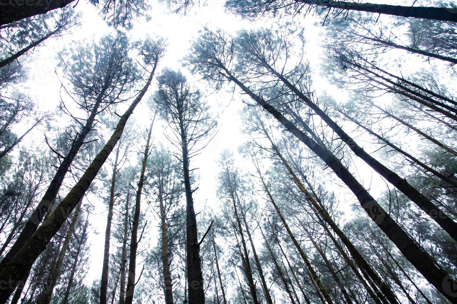 Misty morning, cloudy, around pine trees. photo