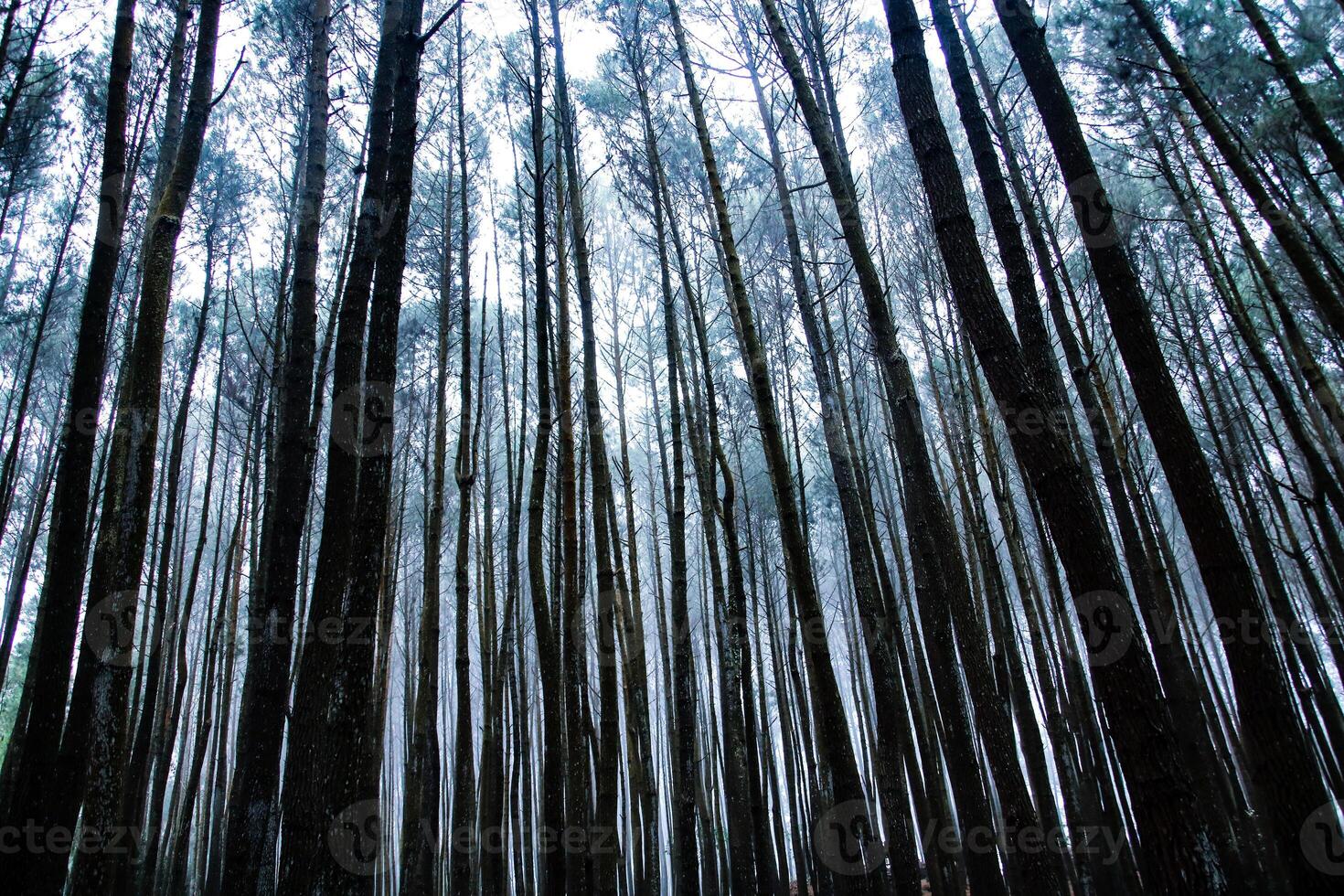 Misty morning, cloudy, around pine trees. photo