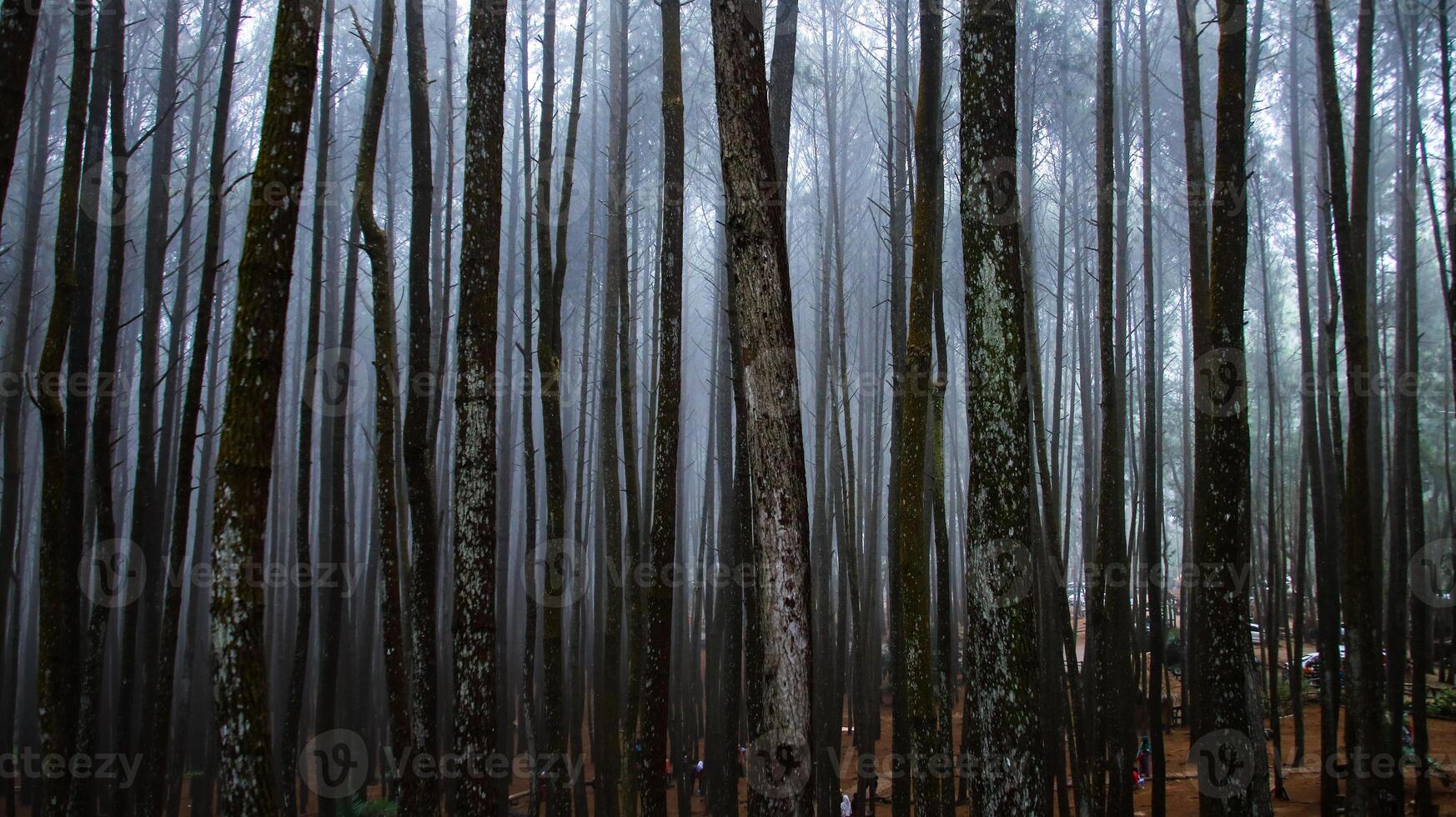 Cloudy morning around Pine Trees, Yogyakarta, 2017. photo