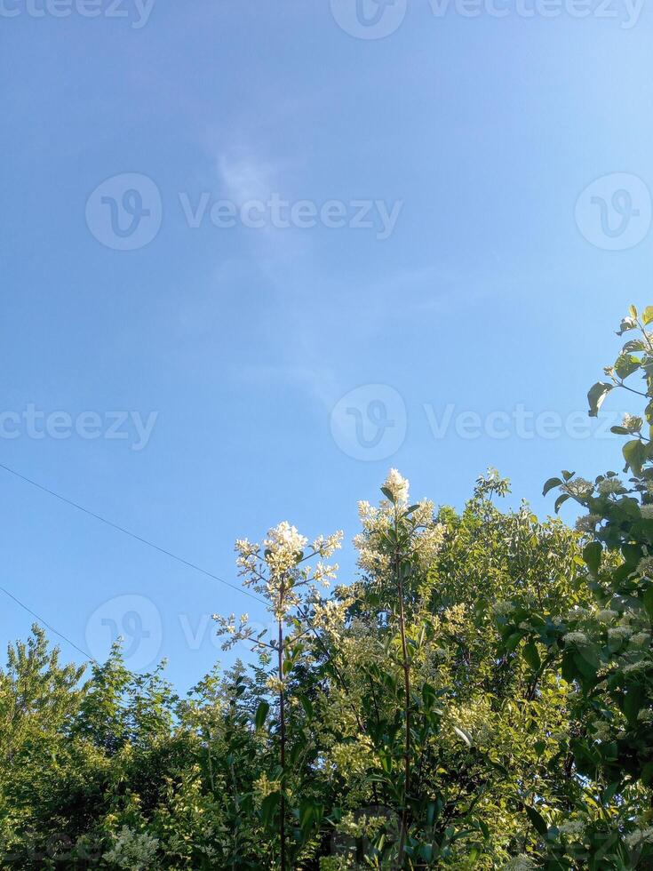 Sky with claude and sun, summer day nature background photo