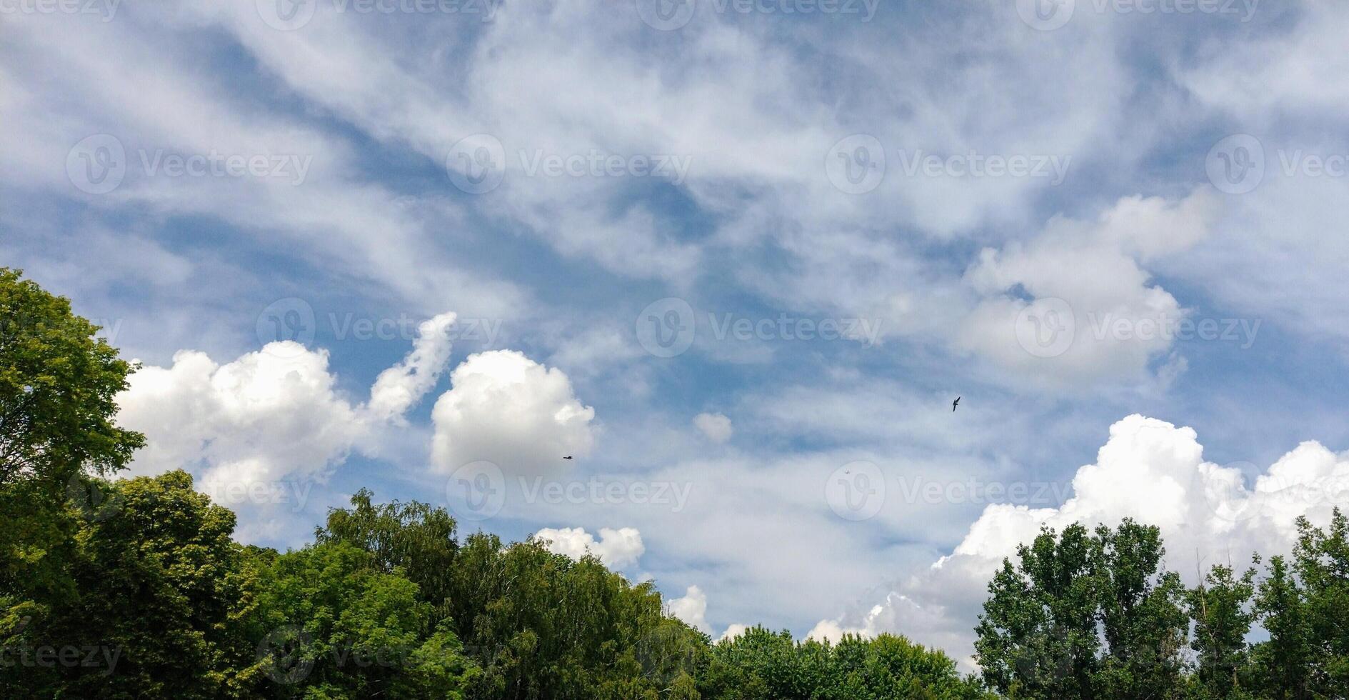 A forest with many trees and a clear blue sky. The trees are tall and green, and the sunlight is shining through the leaves, creating a peaceful and serene atmosphere. photo