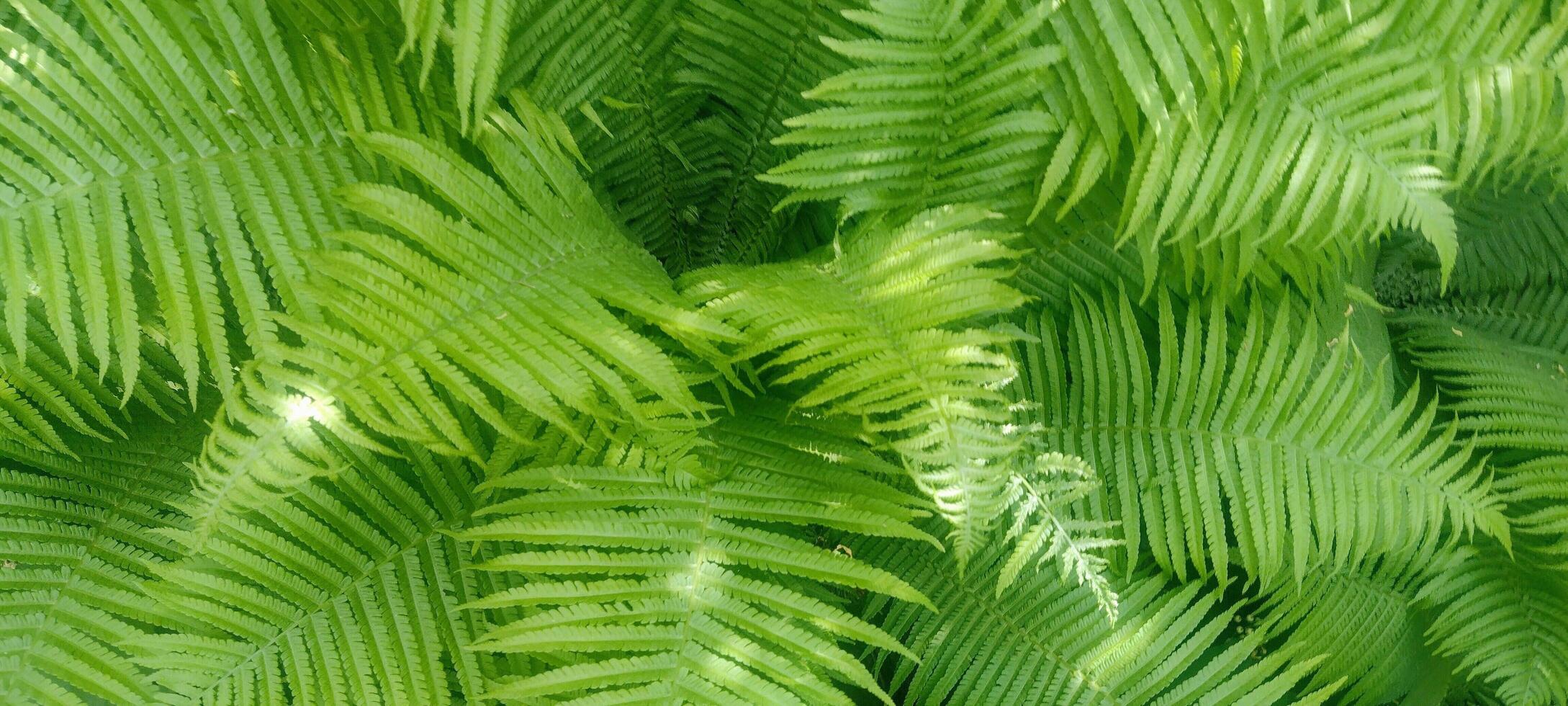 Fern young light green leaves. Floral background photo
