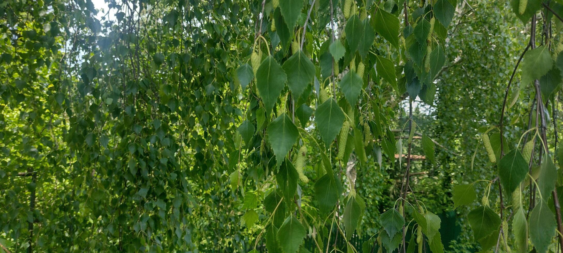 Birch tree leaves and buds in spring garden photo