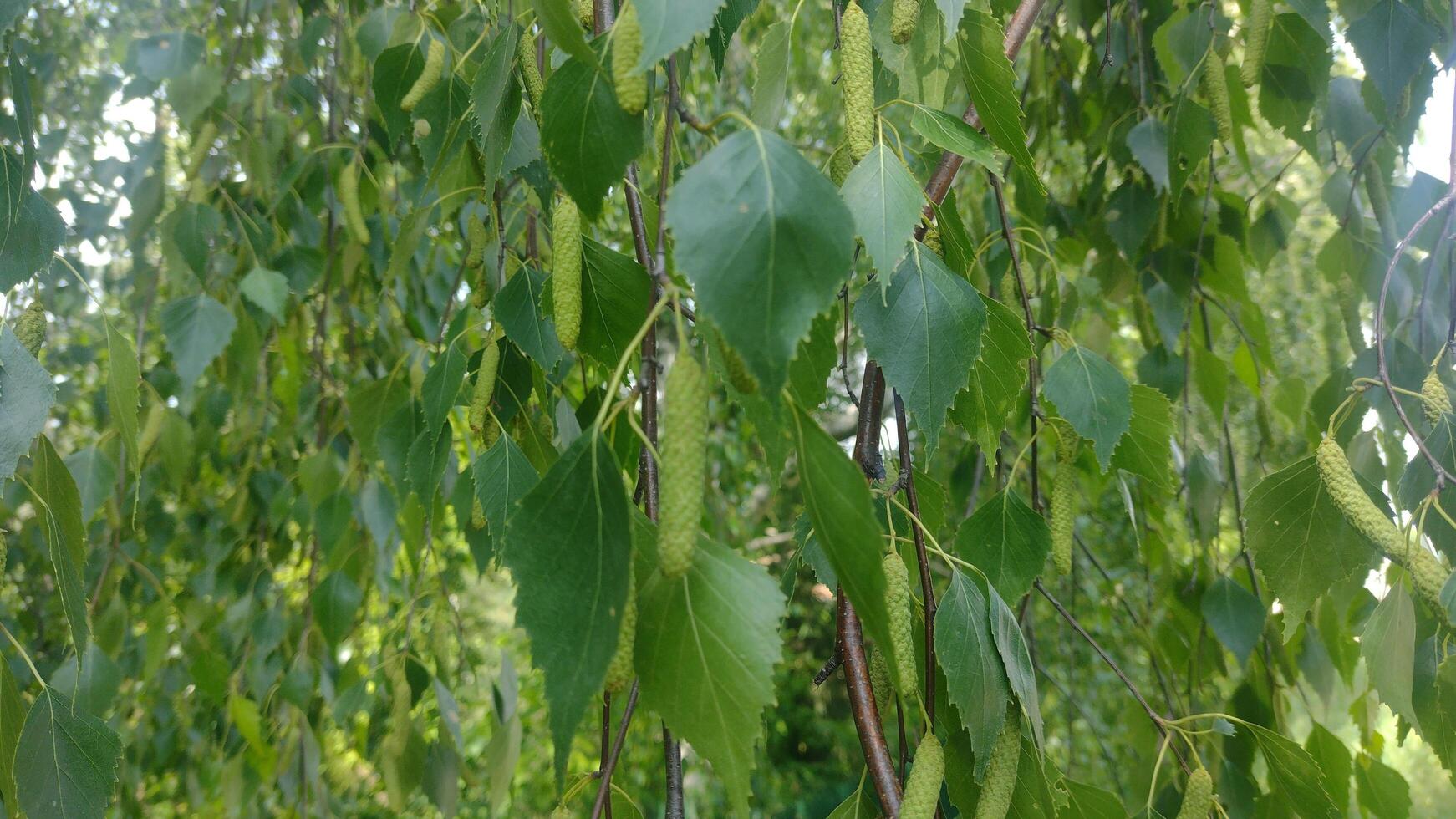 Birch tree leaves and buds in spring garden photo