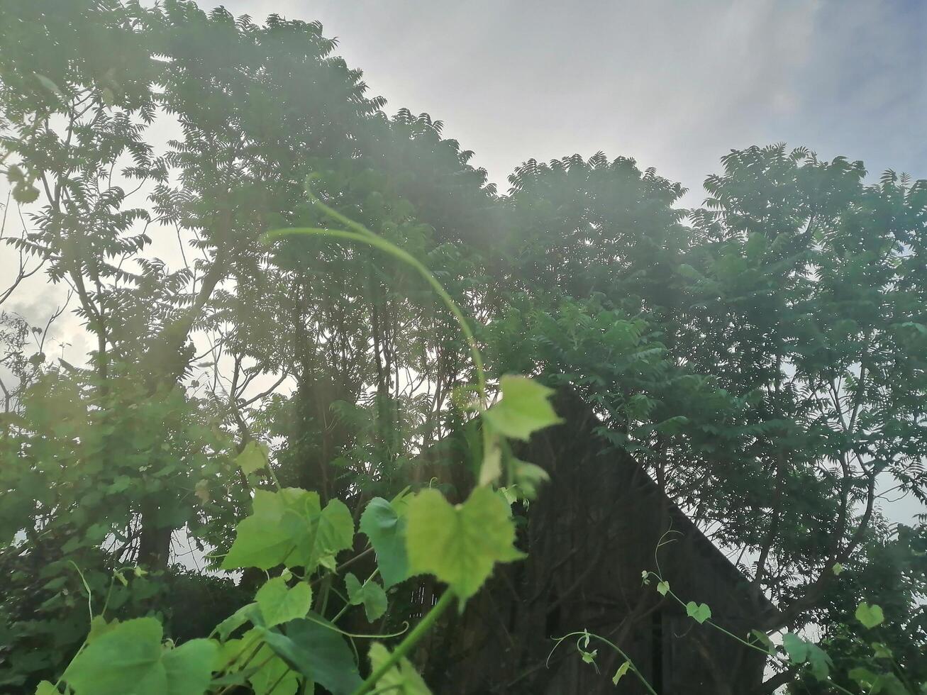 Grapes leaves branches in spring garden photo