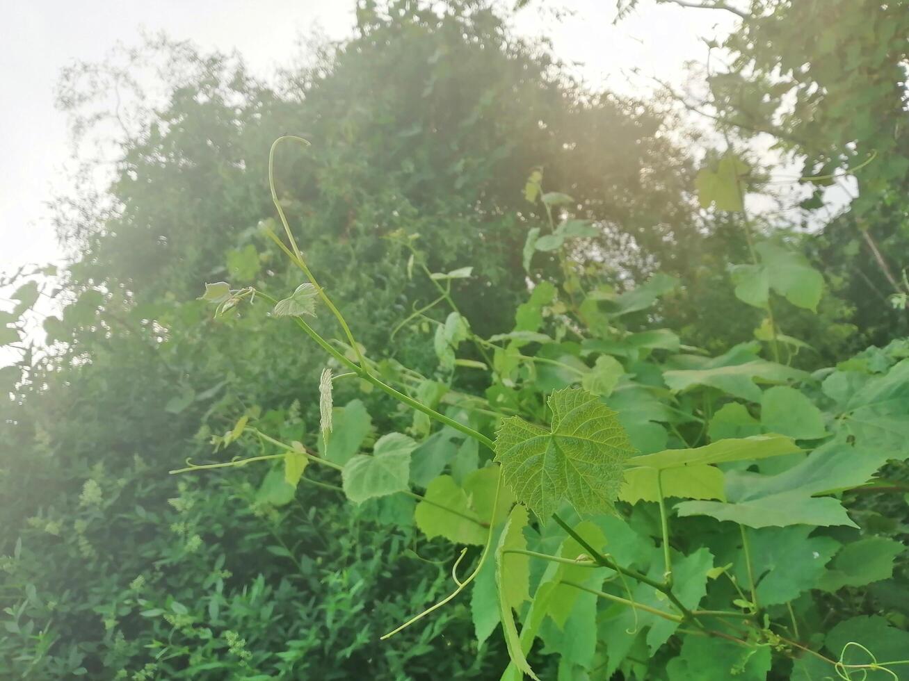 Grapes leaves branches in spring garden photo