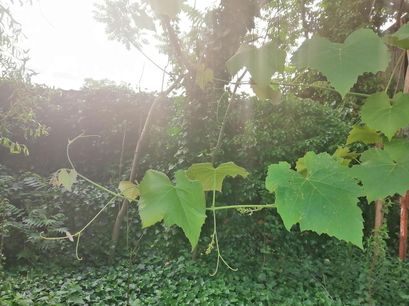 Grapes leaves branches in spring garden photo