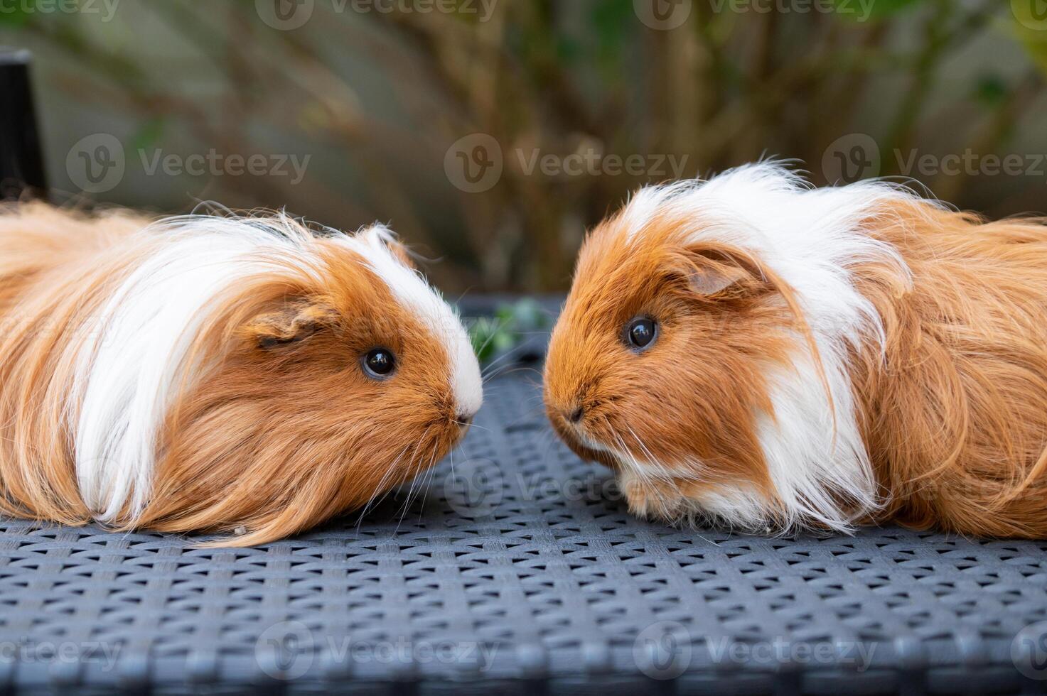 Two Guinea Pigs Facing Each Other photo