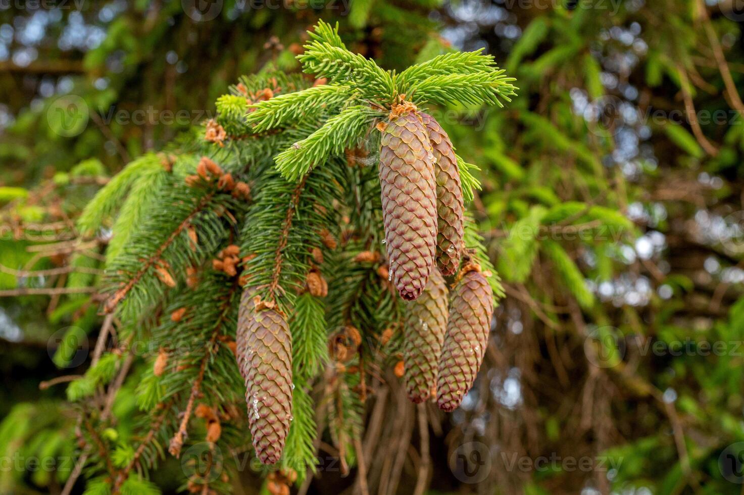 A young red fir cone on green branches on a green background with resin photo