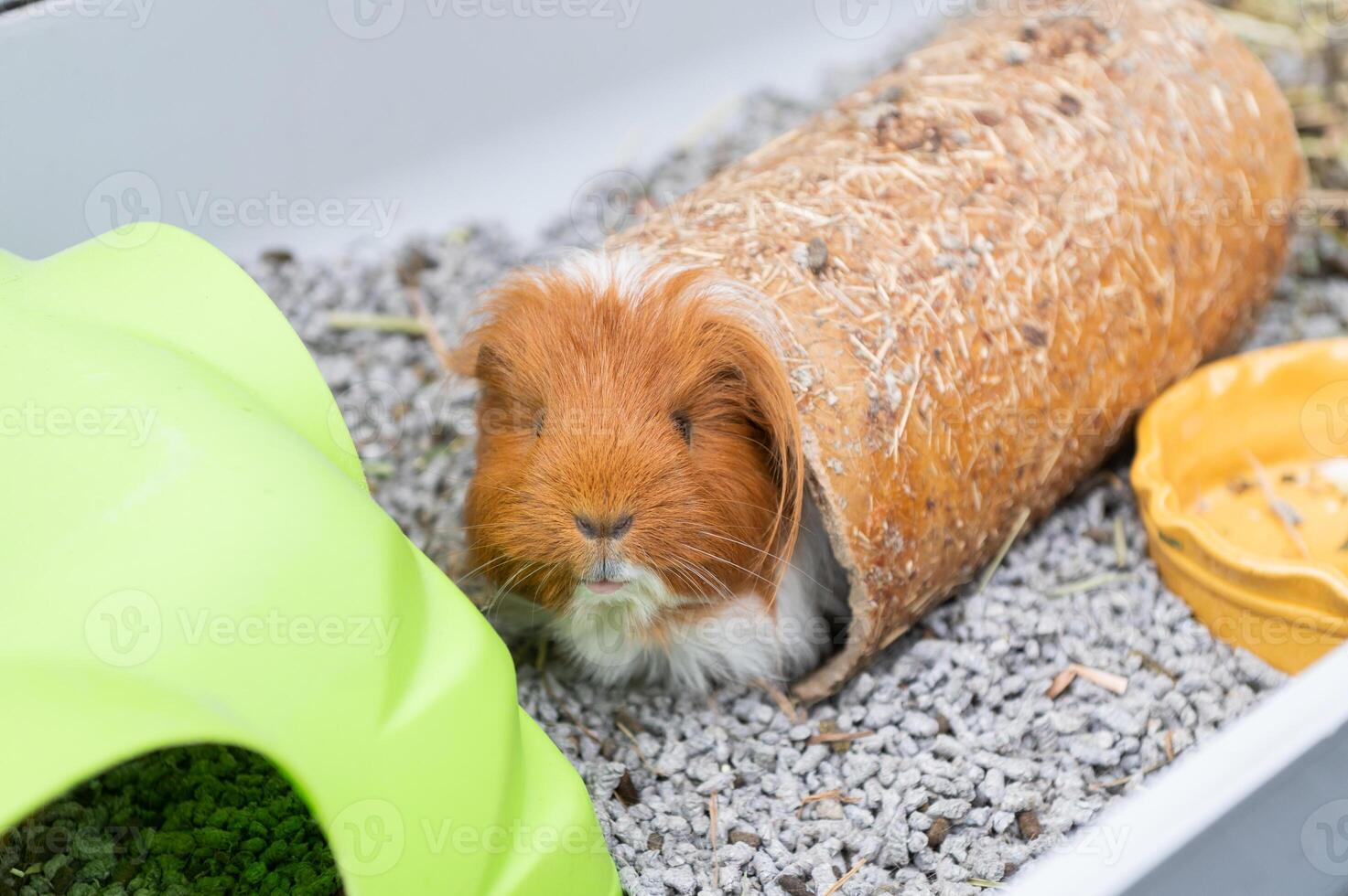 A long-haired guinea pig in a cage with a filler and a house photo
