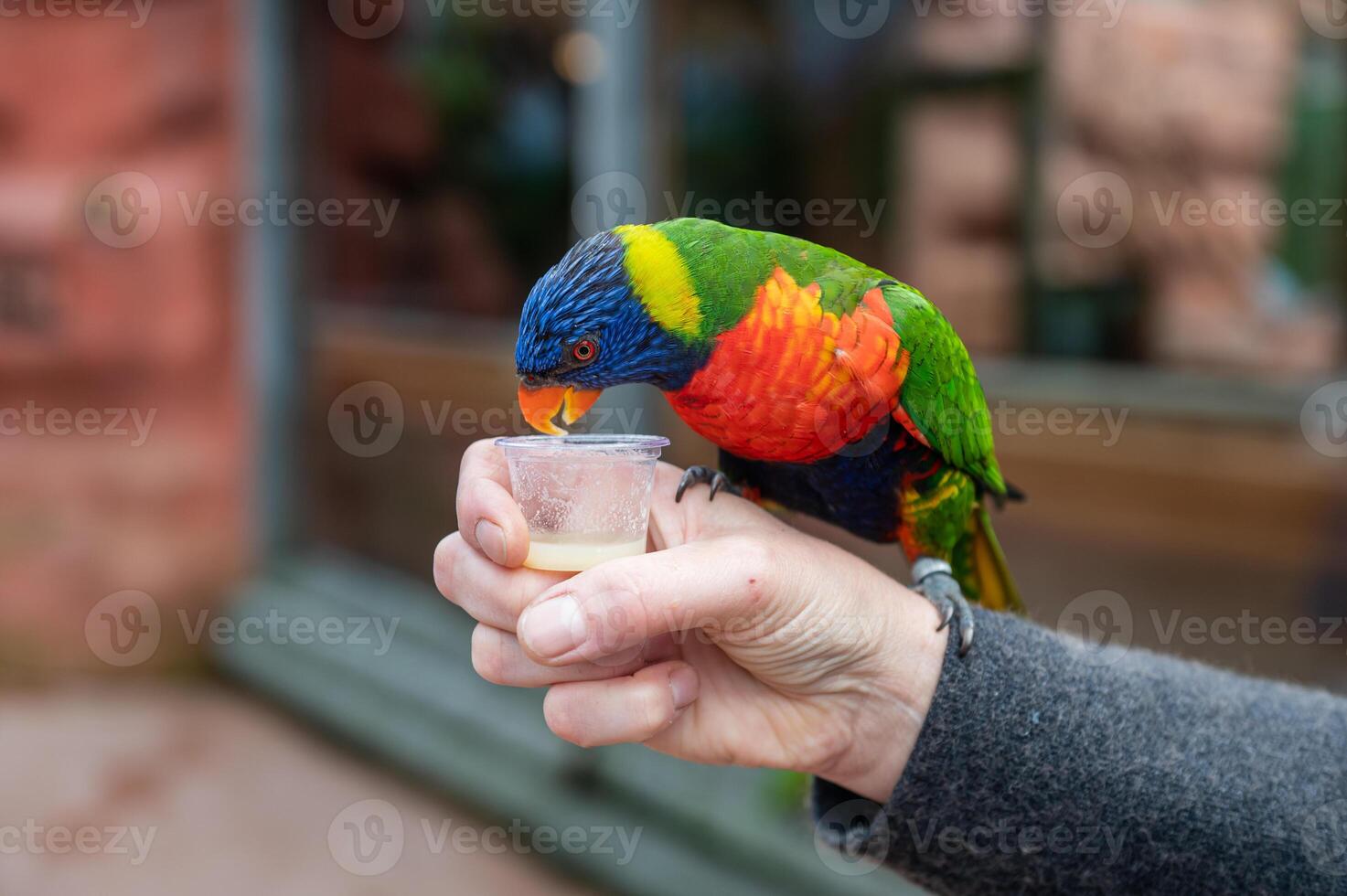 Rainbow Lorikeet Drinking from Cup in Hand photo