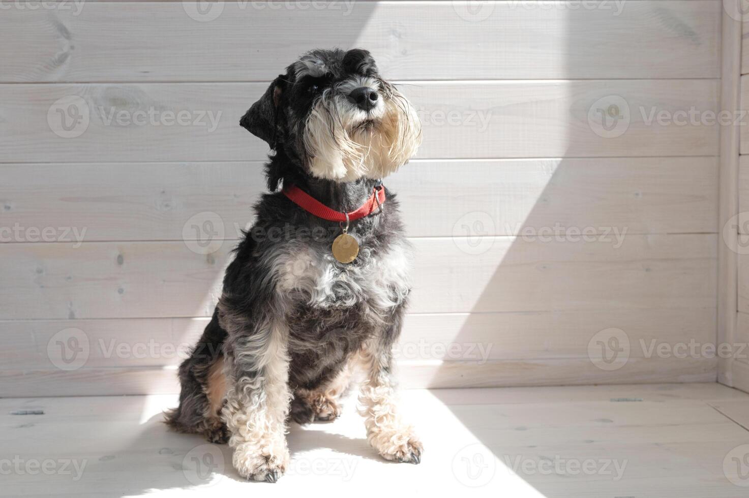 Schnauzer Sitting in Sunlit Room photo