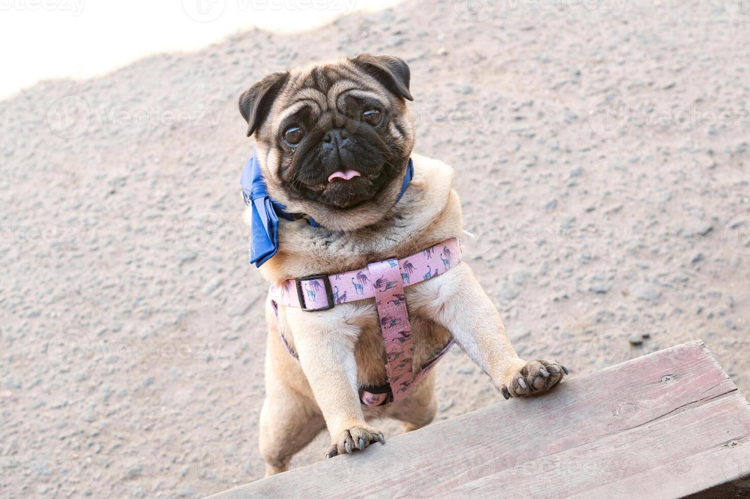 A cute pug is trying to climb the steps. Dog in a harness. stand on two legs and look up photo