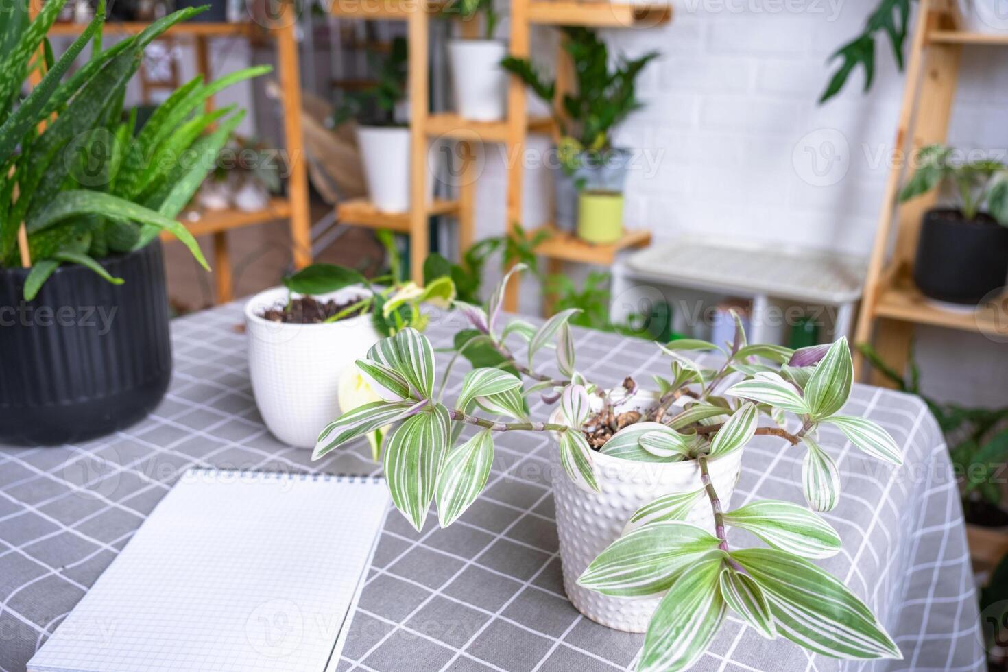 An empty mock up notebook with a pen on a table with home potted plants. Recording recommendations for plant care photo