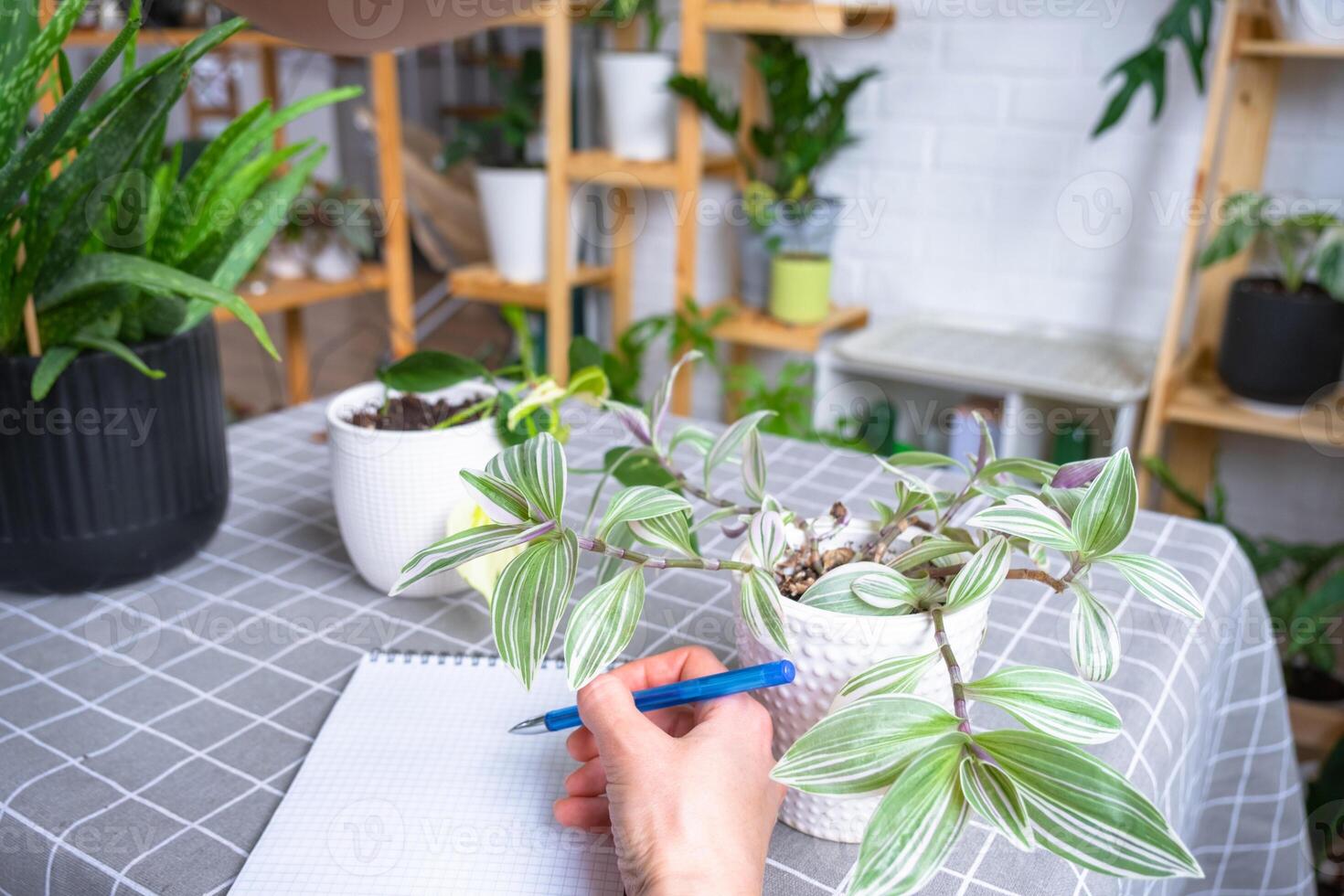 An empty mock up notebook with a pen on a table with home potted plants. Recording recommendations for plant care photo