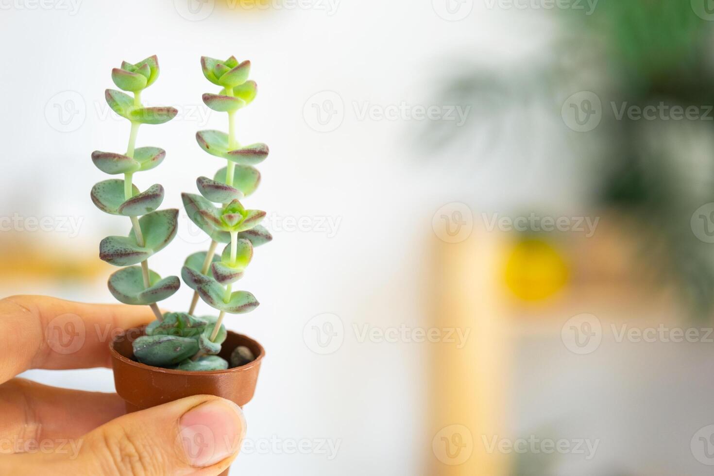 A small unusual succulent Crassula in his hand against the background of the interior of a green house with potted plants. Copy space photo