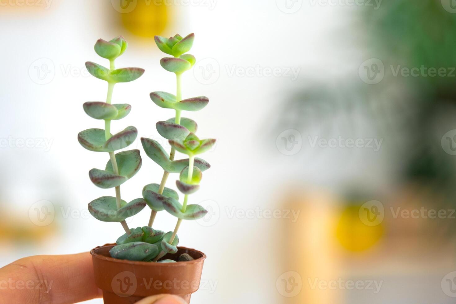 A small unusual succulent Crassula in his hand against the background of the interior of a green house with potted plants. Copy space photo
