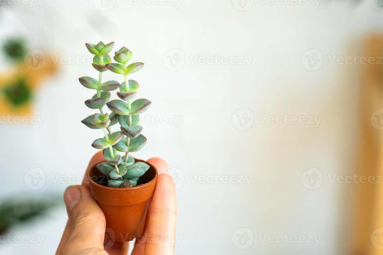 A small unusual succulent Crassula in his hand against the background of the interior of a green house with potted plants. Copy space photo