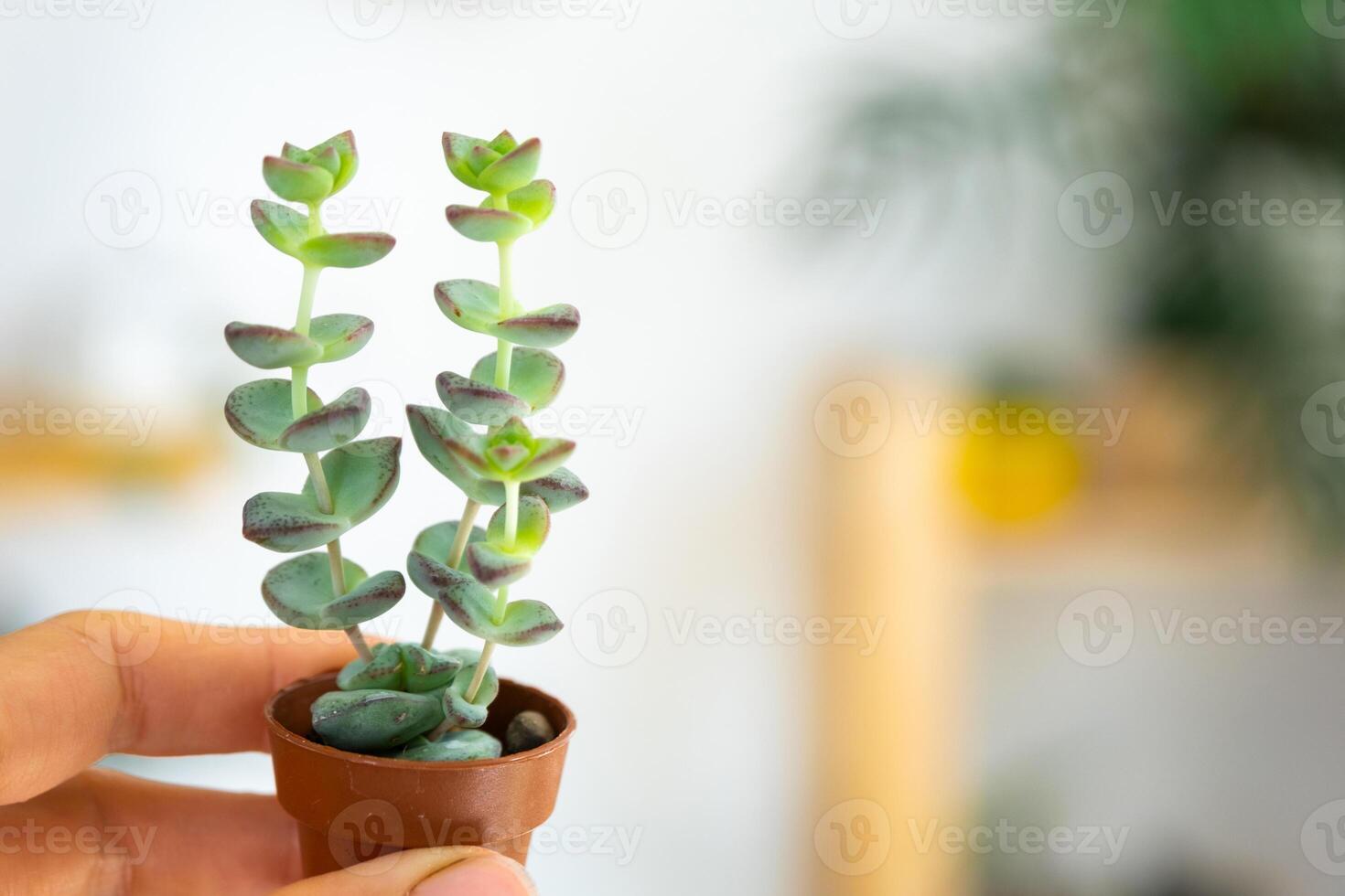 A small unusual succulent Crassula in his hand against the background of the interior of a green house with potted plants. Copy space photo