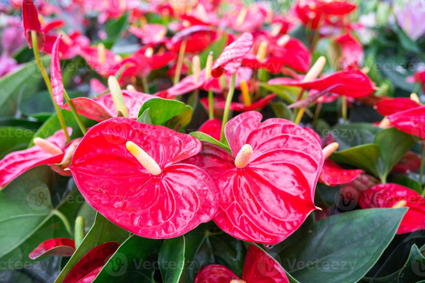Red anthurium flowers in a flower shop - a pattern of blooming hearts of male happiness, wholesale supply of potted house plants, a gift for March 8, Valentine's day, birthday photo