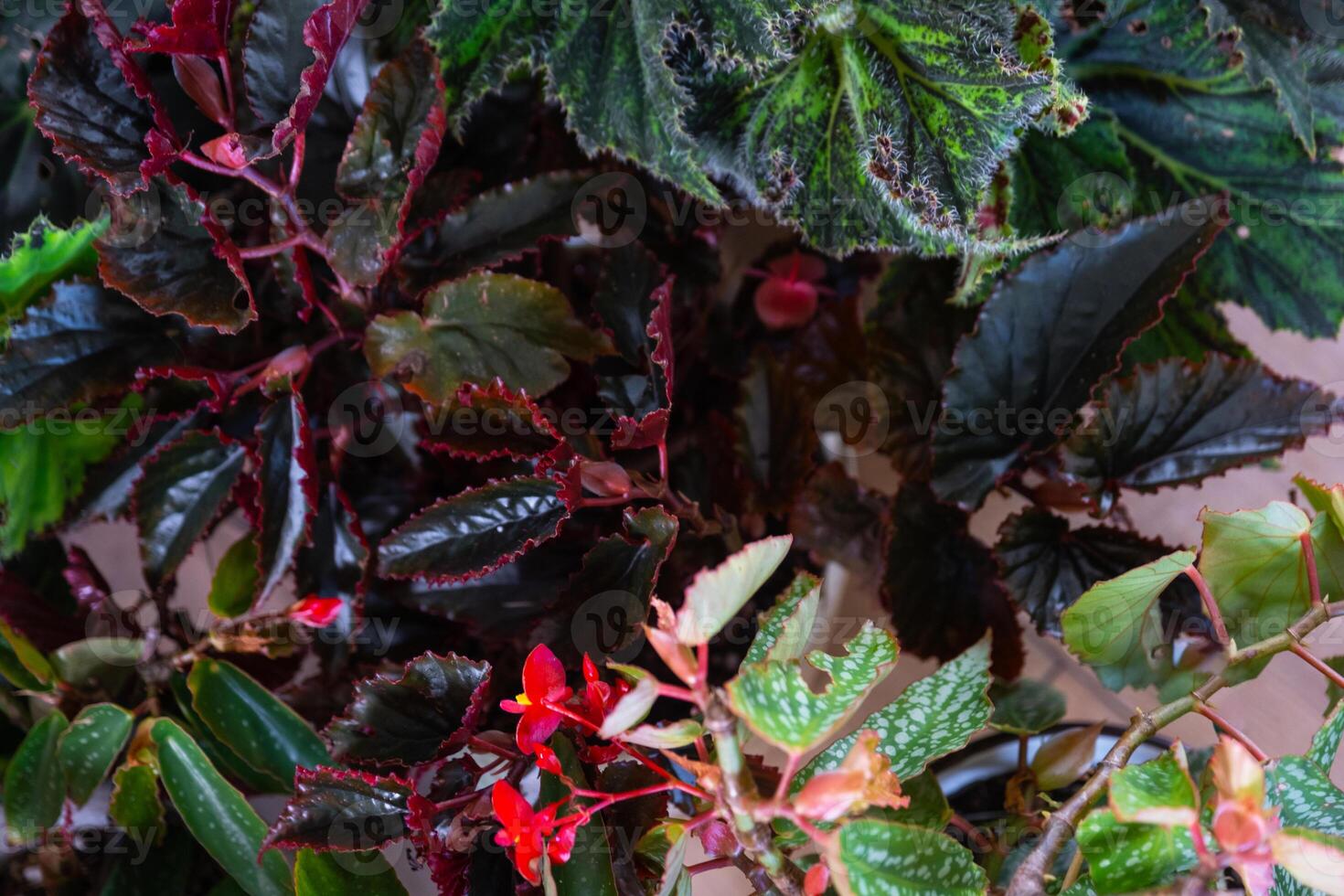 Background of leaves of different varieties of decorative begonias photo