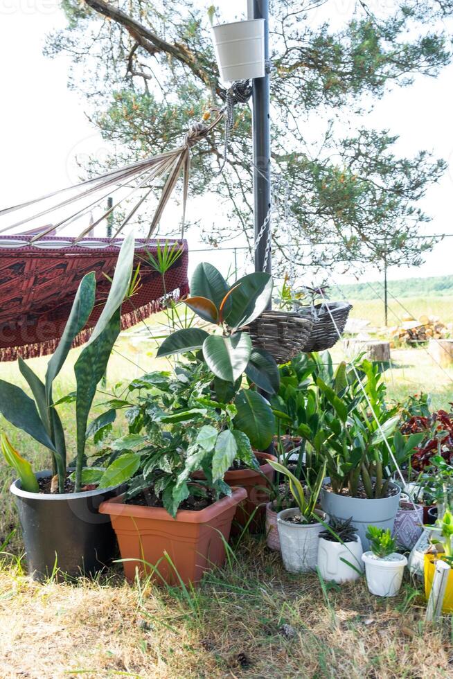 Domestic tropical plants are a group walking outside in the summer to accelerate growth. Walking home plants in pots in the garden photo
