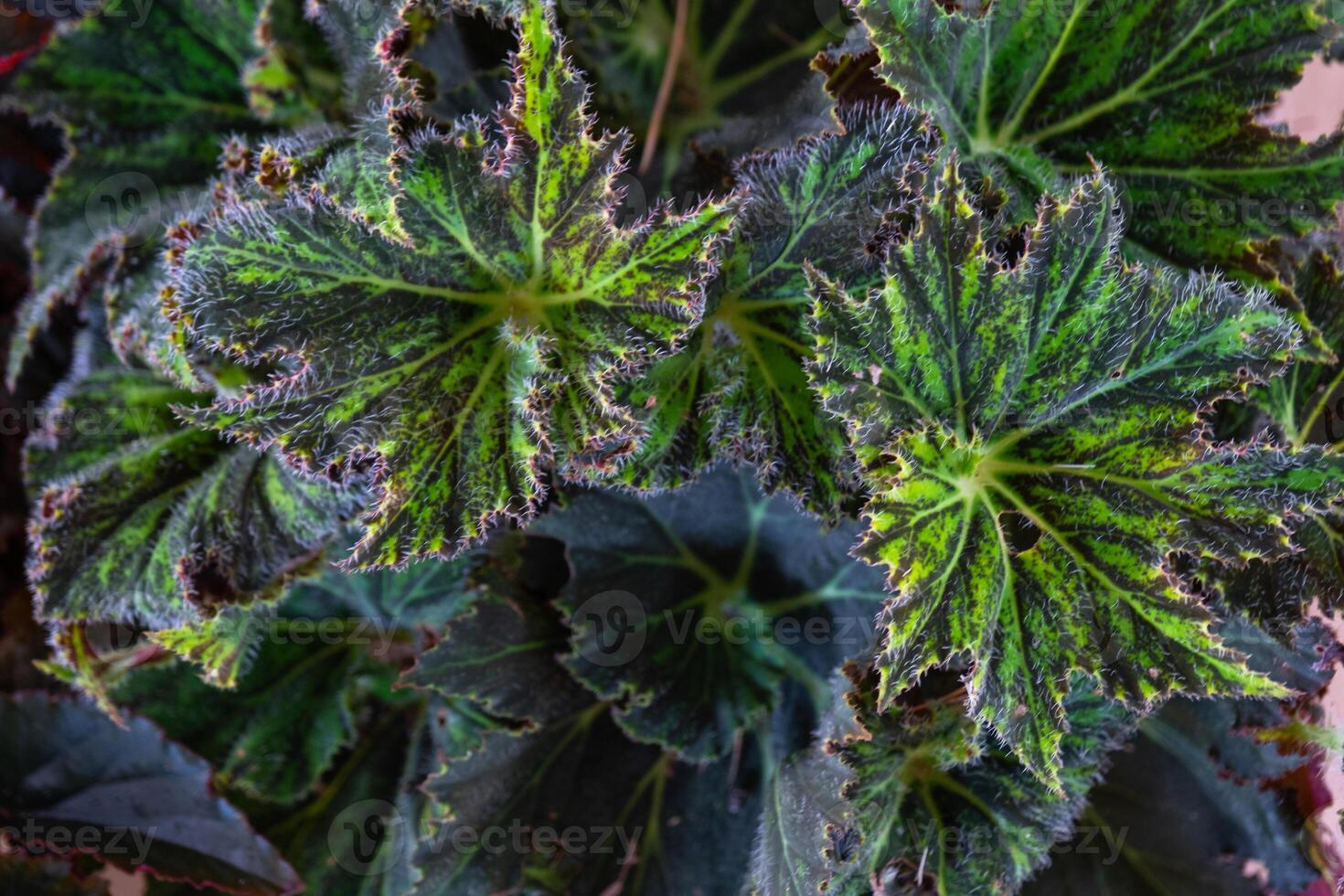 Background of leaves of different varieties of decorative begonias photo