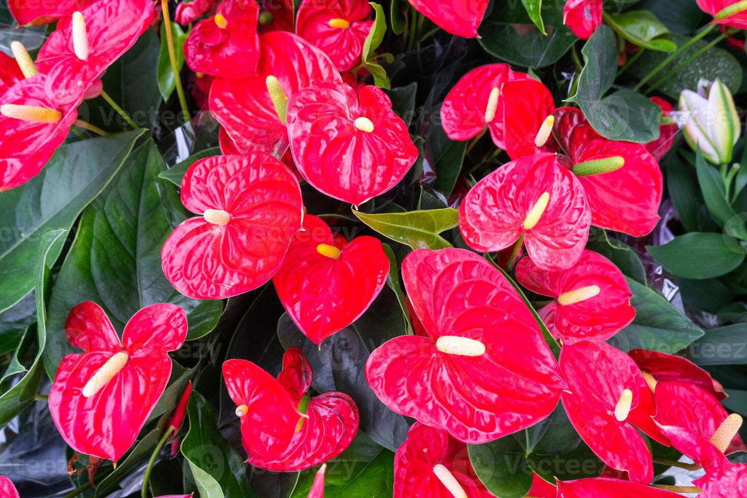Red anthurium flowers in a flower shop - a pattern of blooming hearts of male happiness, wholesale supply of potted house plants, a gift for March 8, Valentine's day, birthday photo