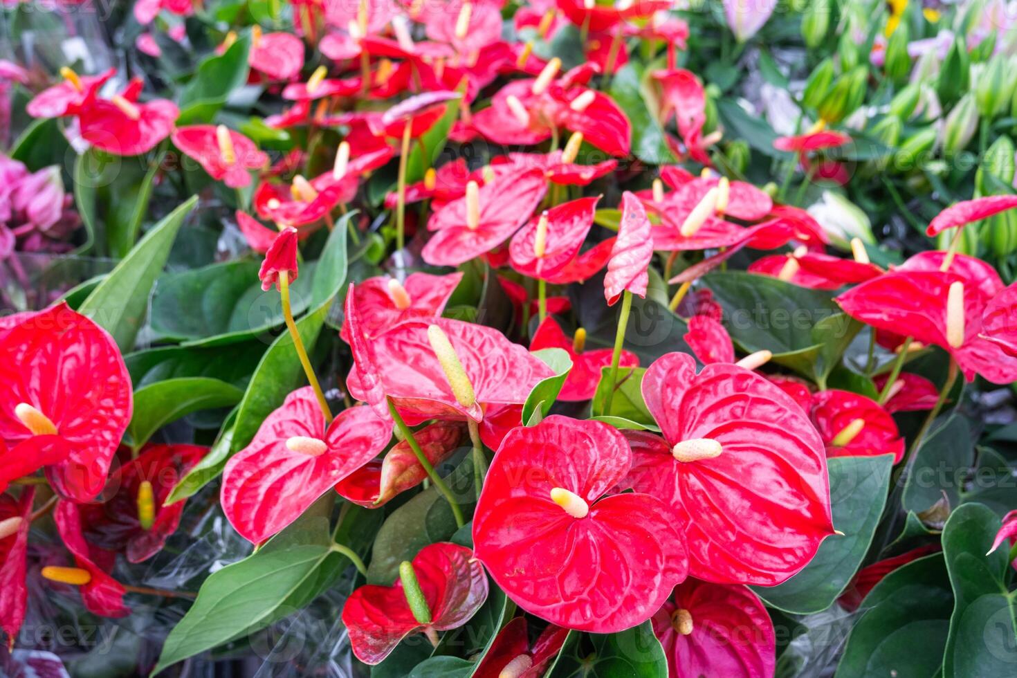 Red anthurium flowers in a flower shop - a pattern of blooming hearts of male happiness, wholesale supply of potted house plants, a gift for March 8, Valentine's day, birthday photo