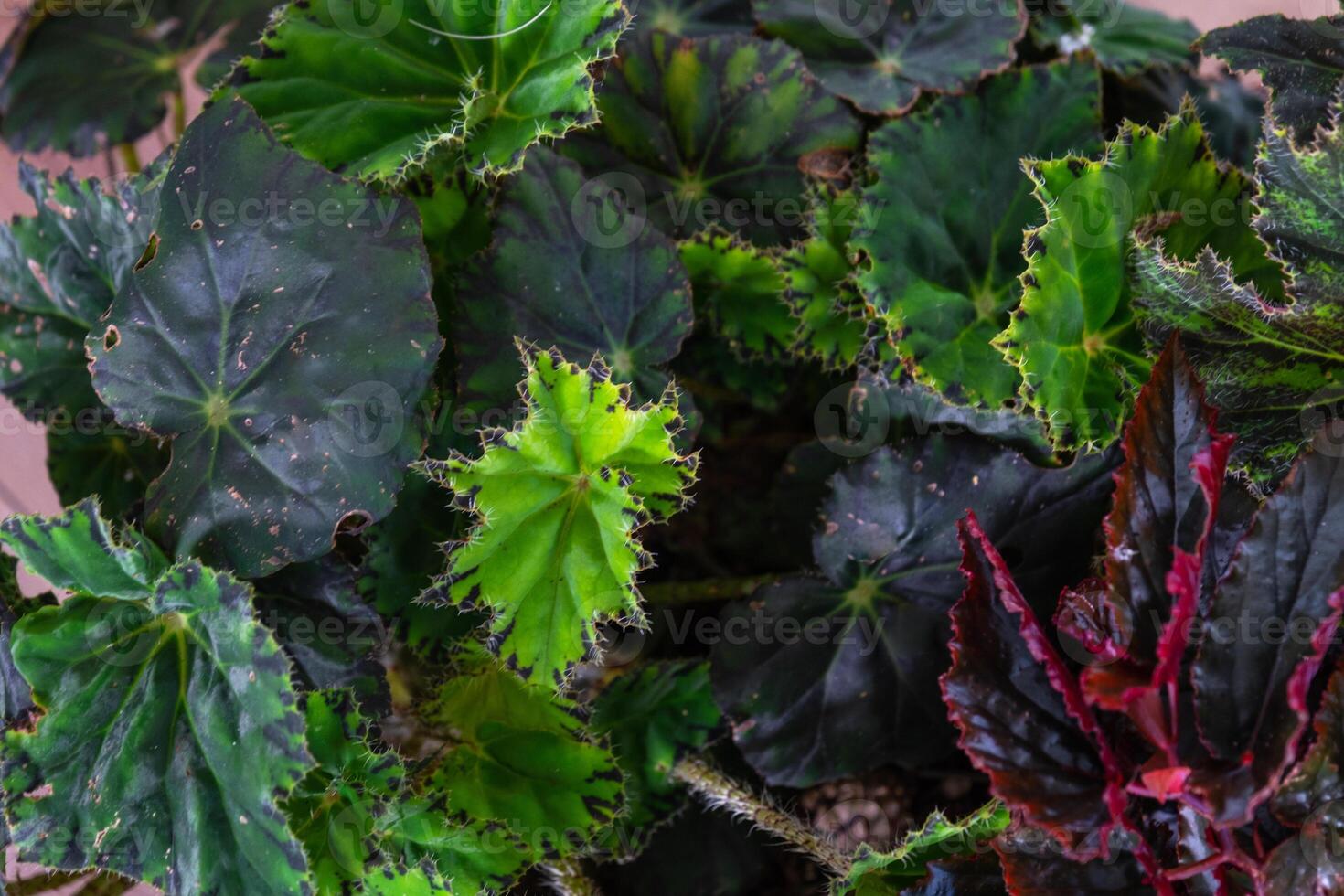 Background of leaves of different varieties of decorative begonias photo