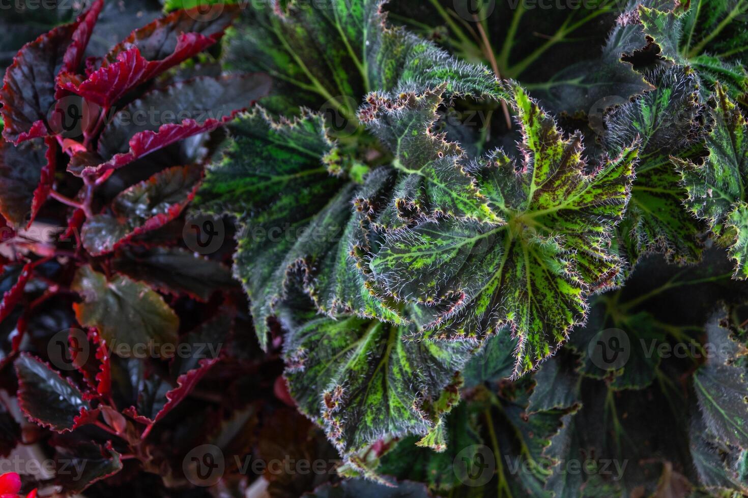 Background of leaves of different varieties of decorative begonias photo