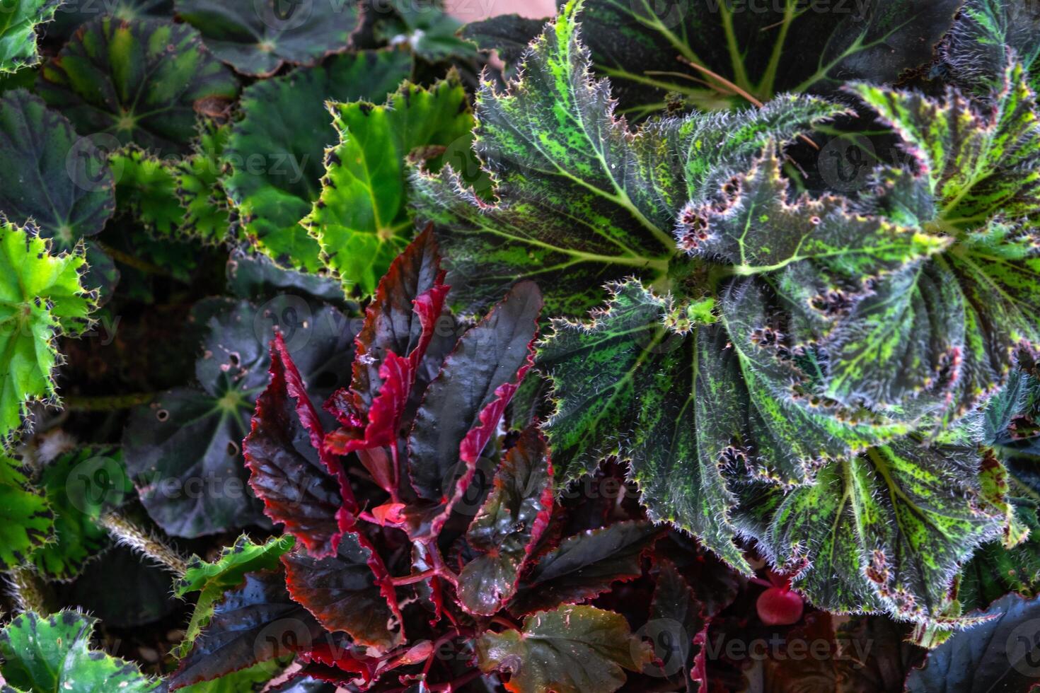 Background of leaves of different varieties of decorative begonias photo