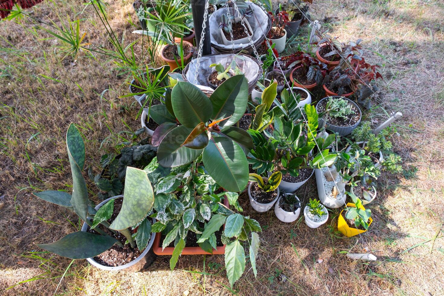 Domestic tropical plants are a group walking outside in the summer to accelerate growth. Walking home plants in pots in the garden photo
