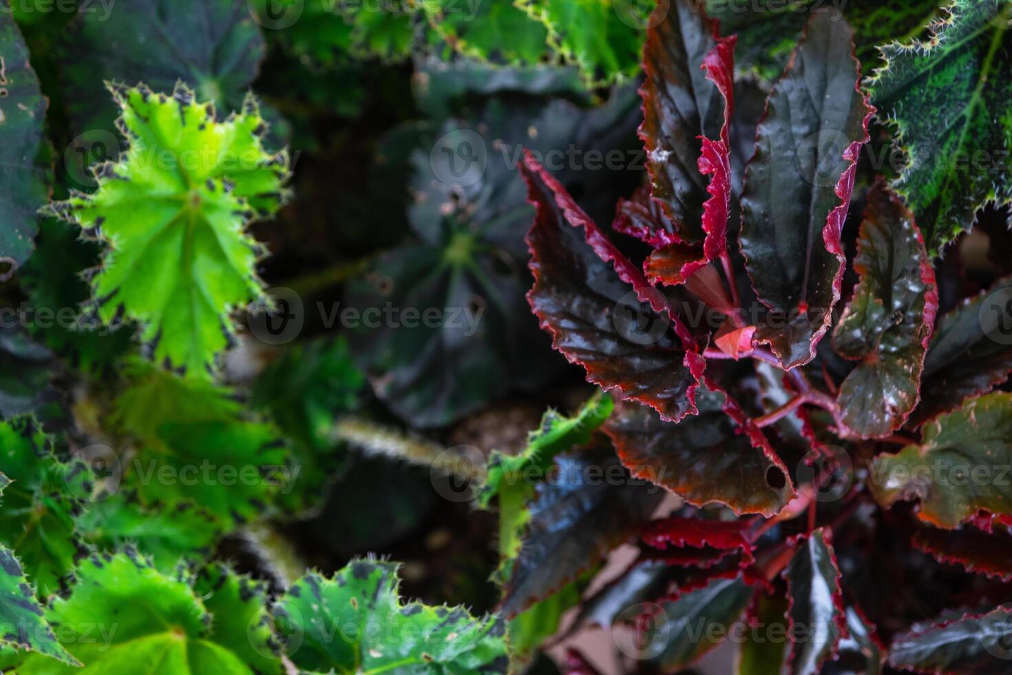 Background of leaves of different varieties of decorative begonias photo