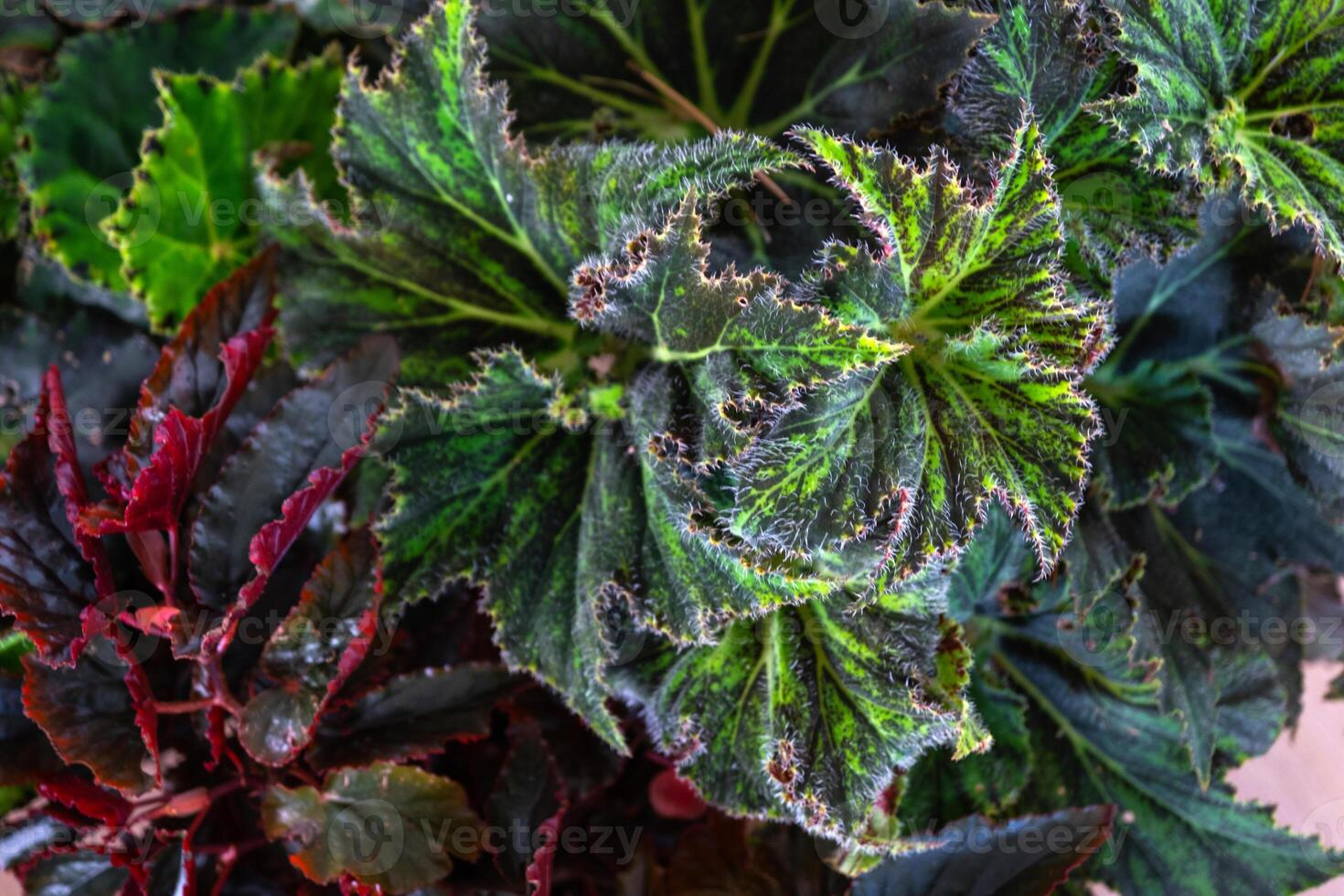 Background of leaves of different varieties of decorative begonias photo