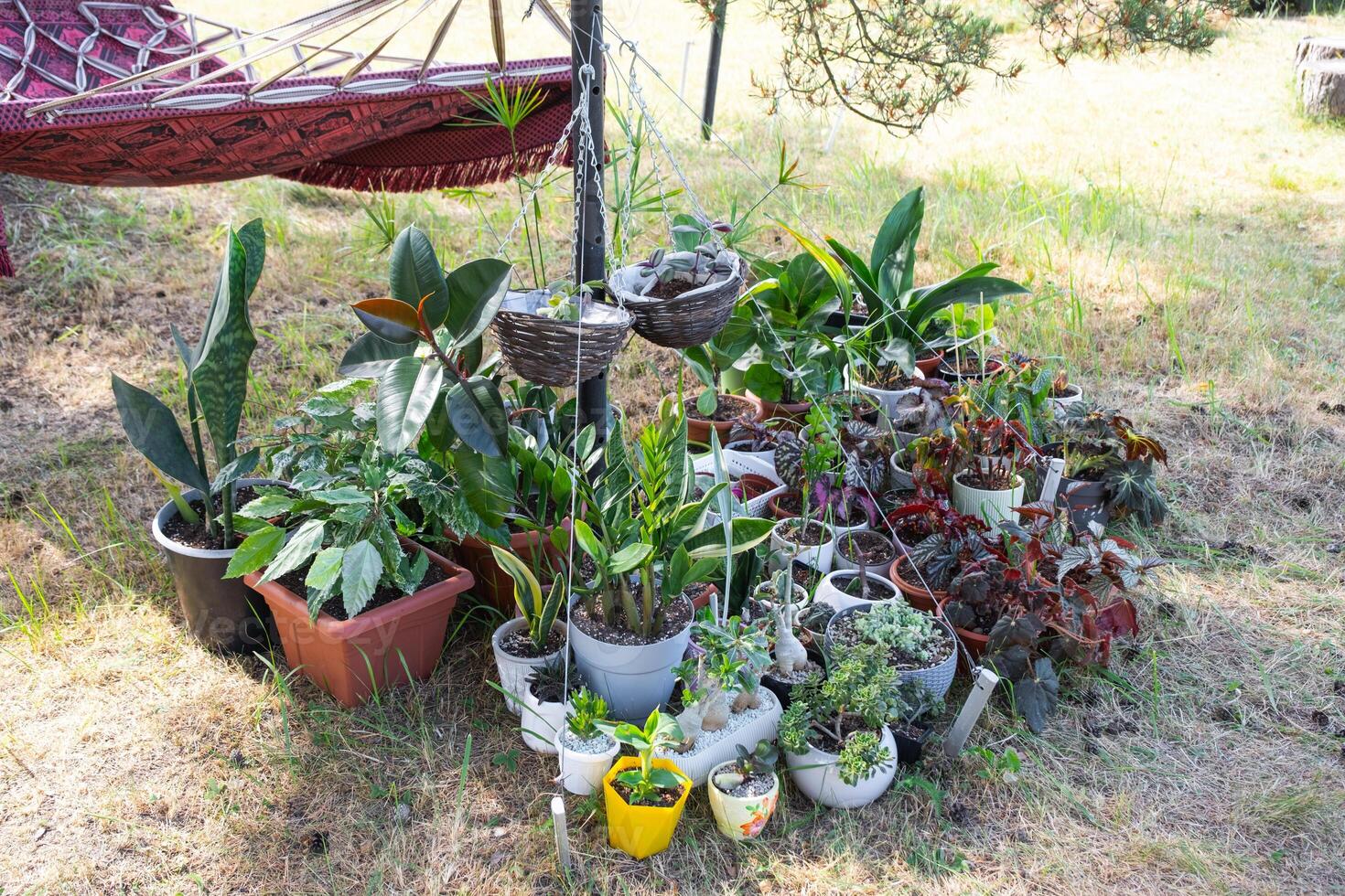 Domestic tropical plants are a group walking outside in the summer to accelerate growth. Walking home plants in pots in the garden photo
