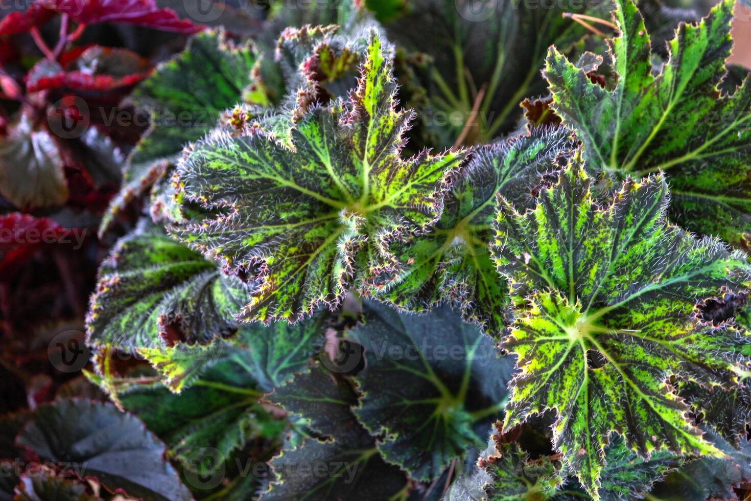Background of leaves of different varieties of decorative begonias photo