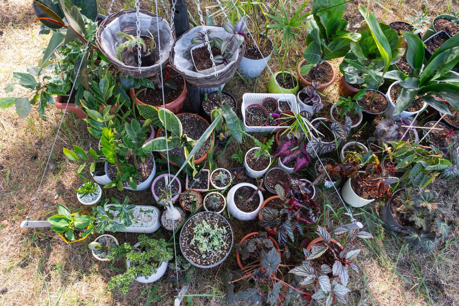 Domestic tropical plants are a group walking outside in the summer to accelerate growth. Walking home plants in pots in the garden photo