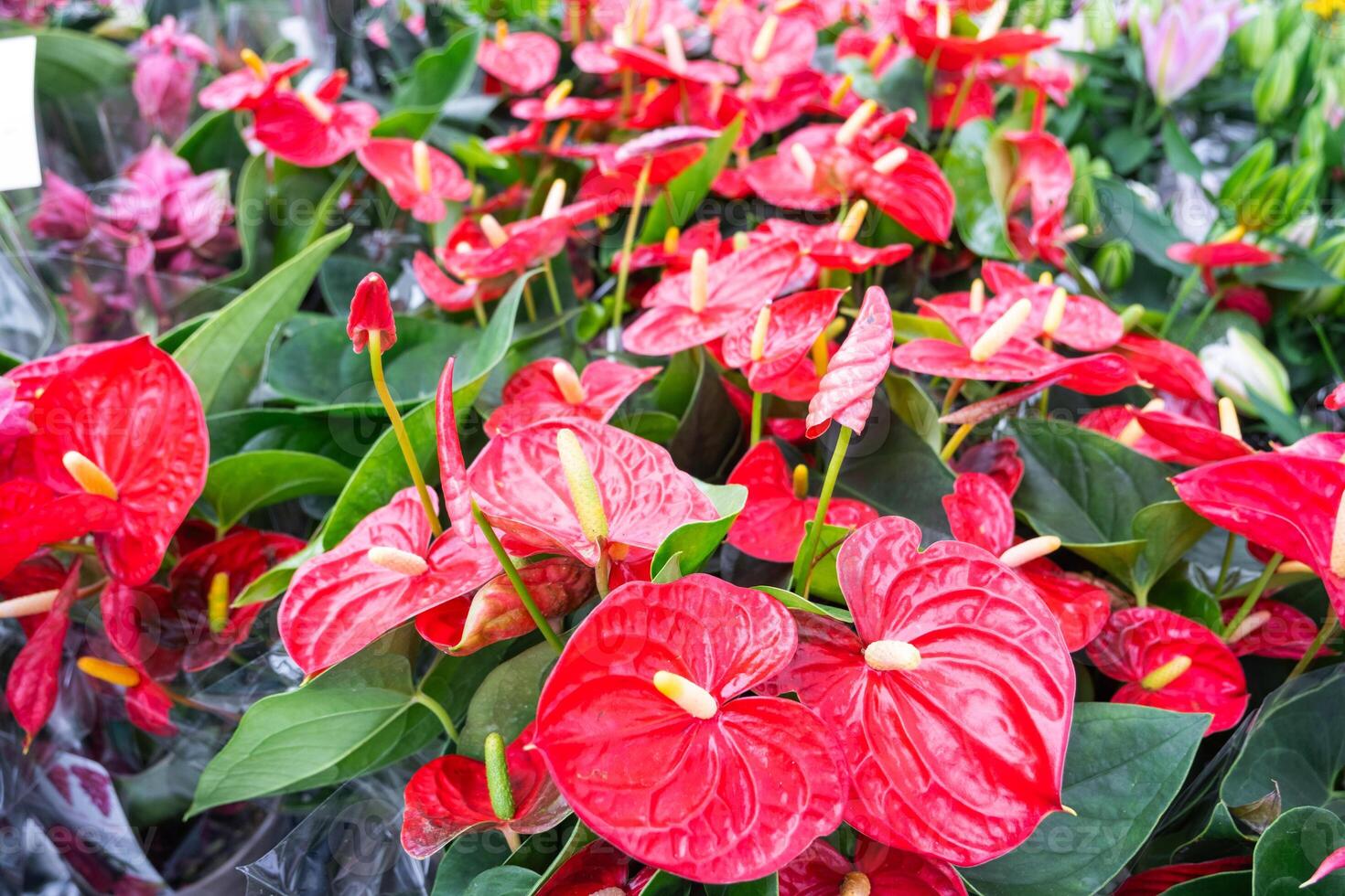 Red anthurium flowers in a flower shop - a pattern of blooming hearts of male happiness, wholesale supply of potted house plants, a gift for March 8, Valentine's day, birthday photo