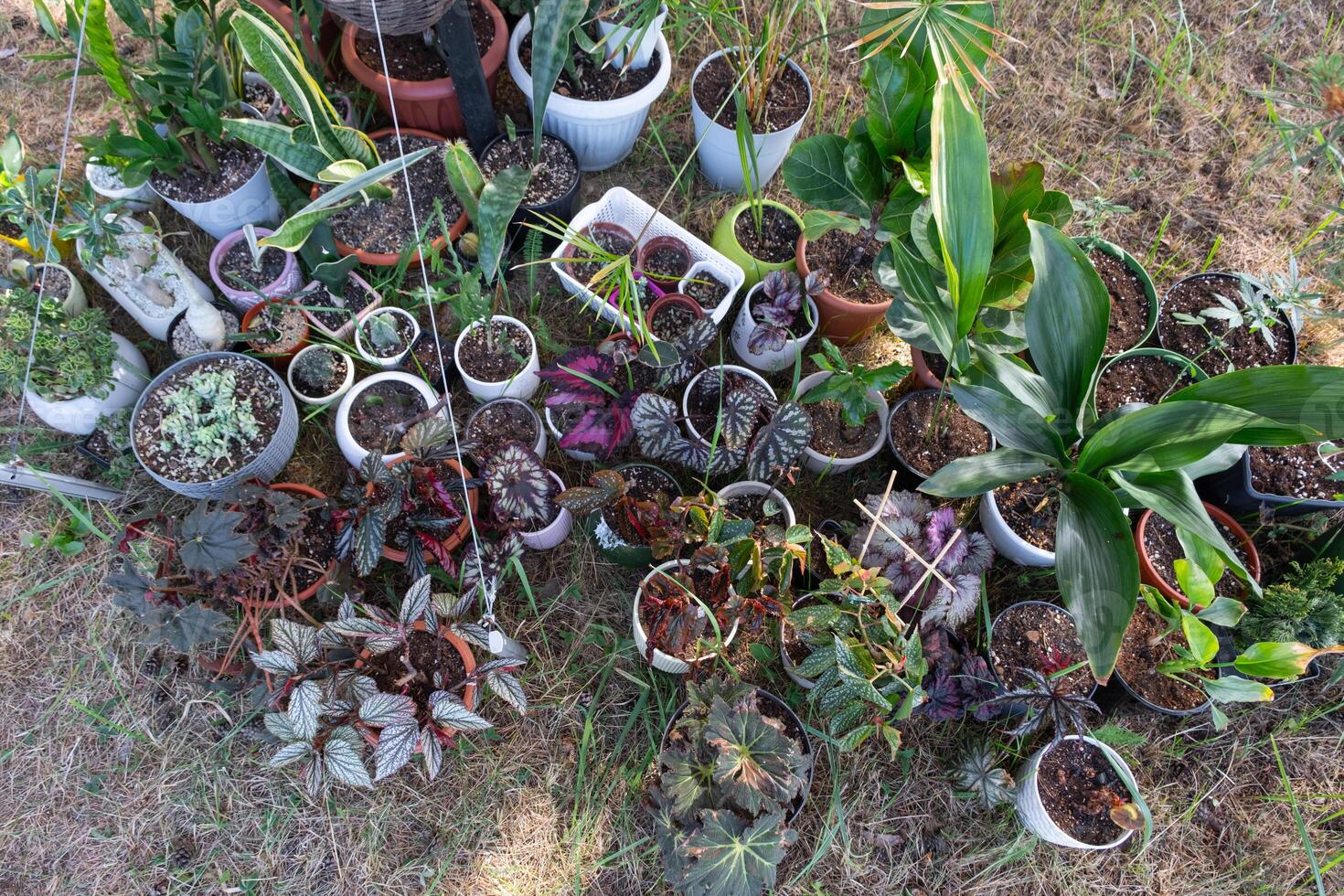 Domestic tropical plants are a group walking outside in the summer to accelerate growth. Walking home plants in pots in the garden photo