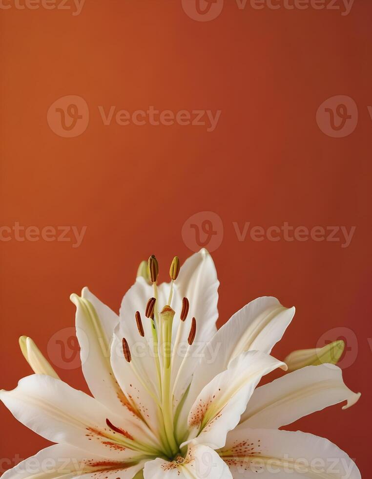 Delicate White Lily Close-Up on Soft Background photo