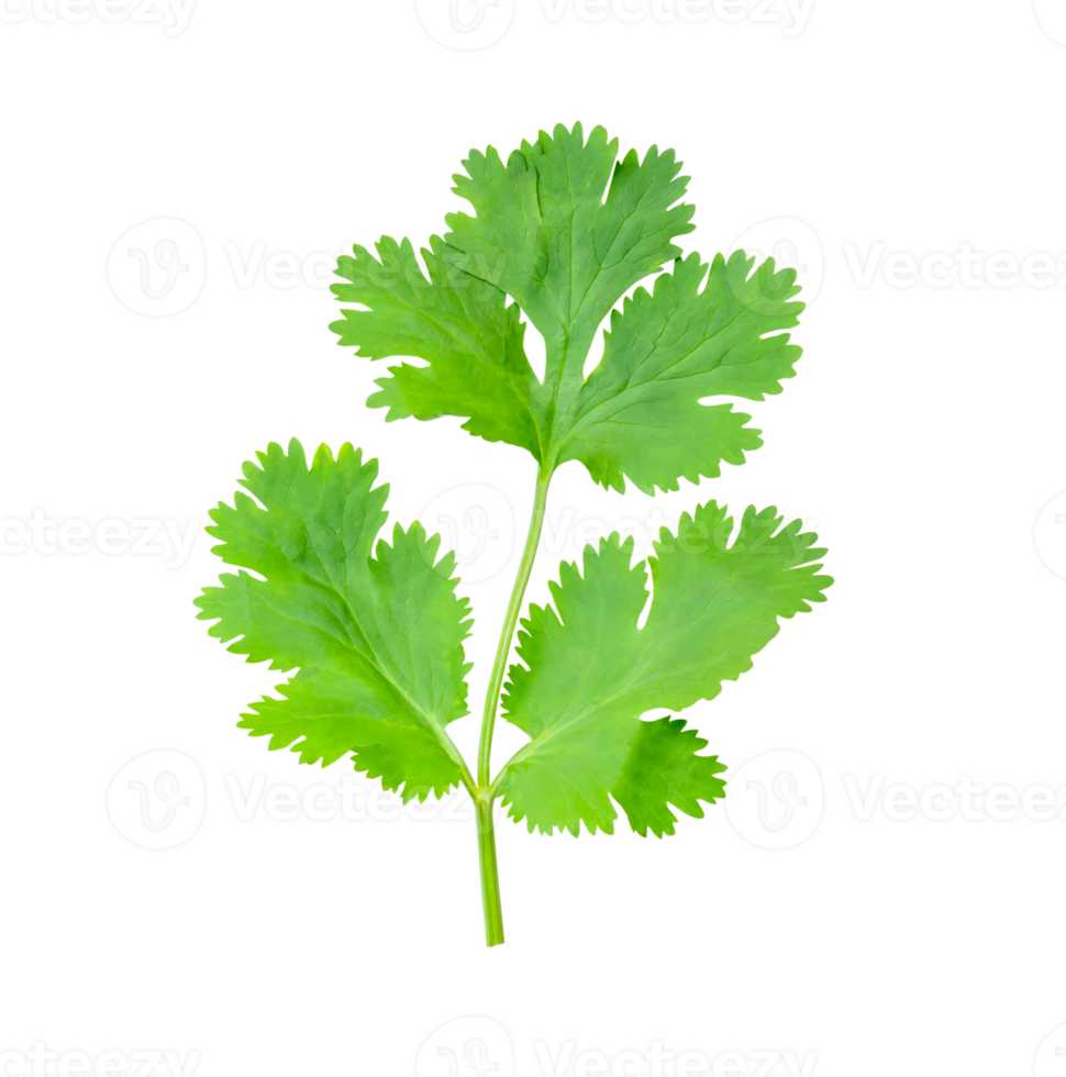 Top view set of fresh green coriander or Chinese parsley leaves isolated with clipping path in file format png