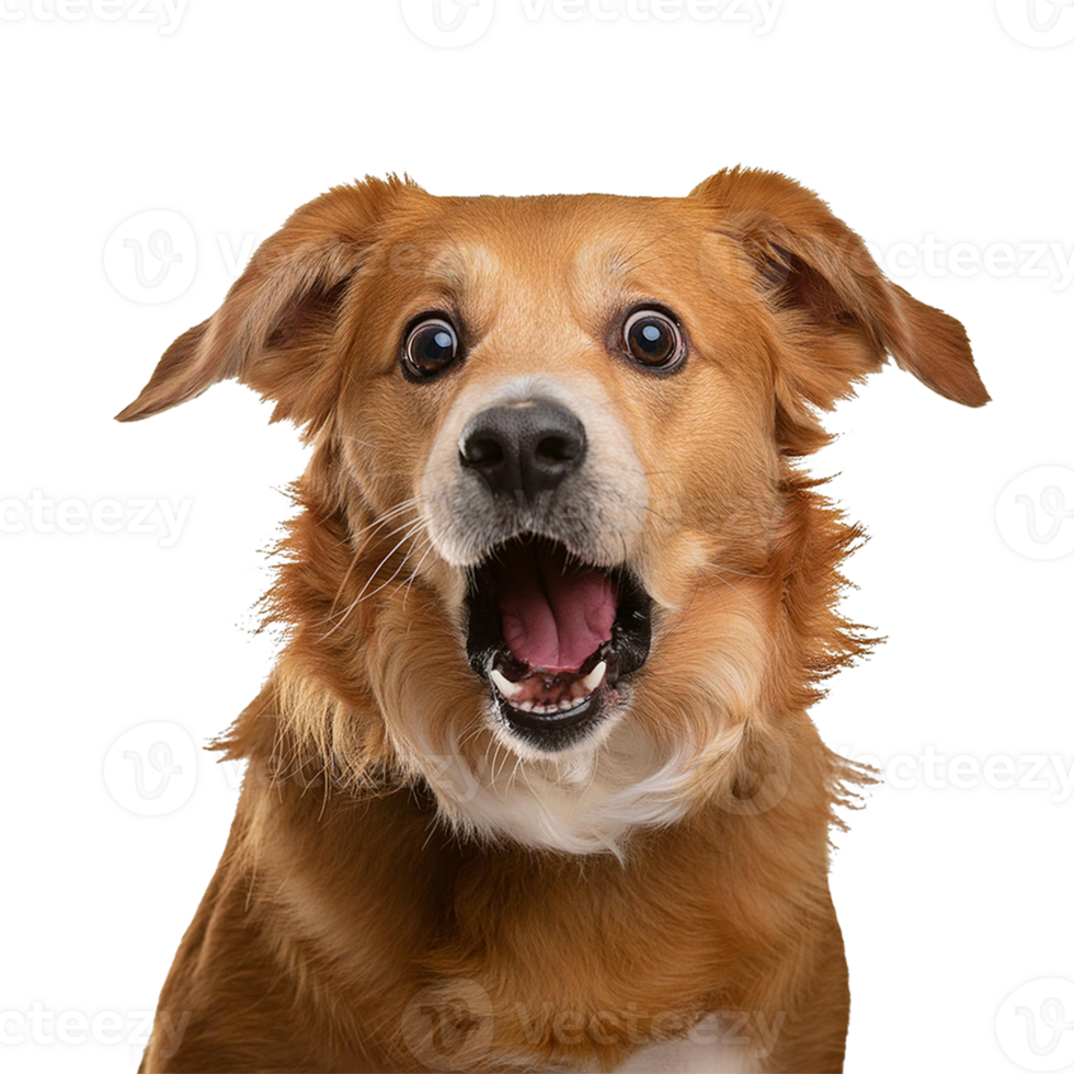 Studio portrait of funny and excited dog face shocked or surprised expression isolated on transparent background. Surprised dog with mouth open die cut style isolated. png